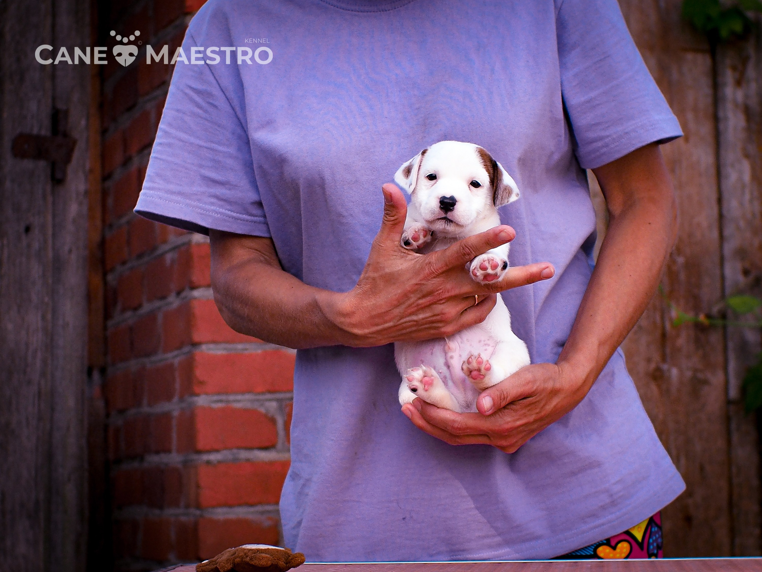 ЭСКИМО_MALE. CANE MAESTRO — kennel Jack Russell Terrier