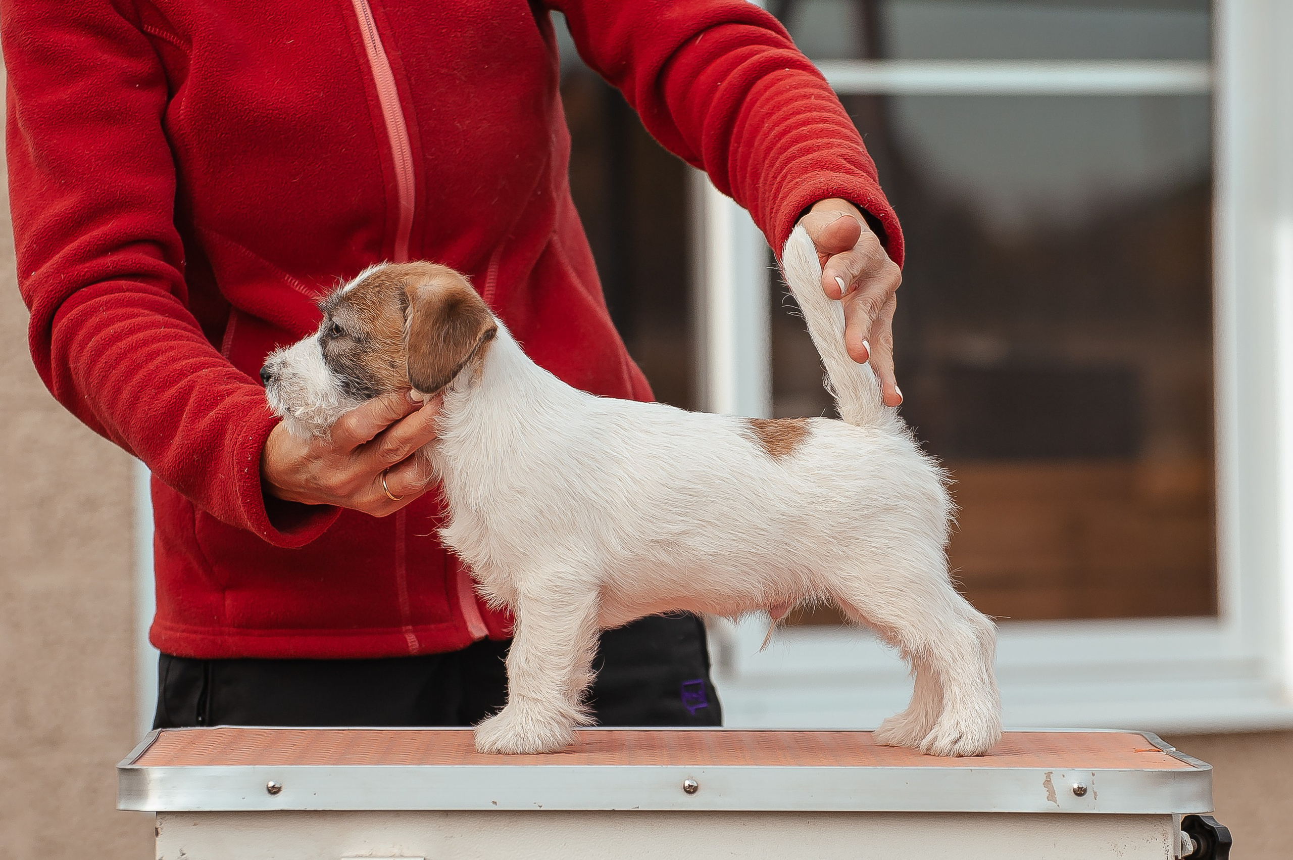 Щенок кобель ДРТ. КАНЕ МАЭСТРО — питомник Джек рассел терьеров