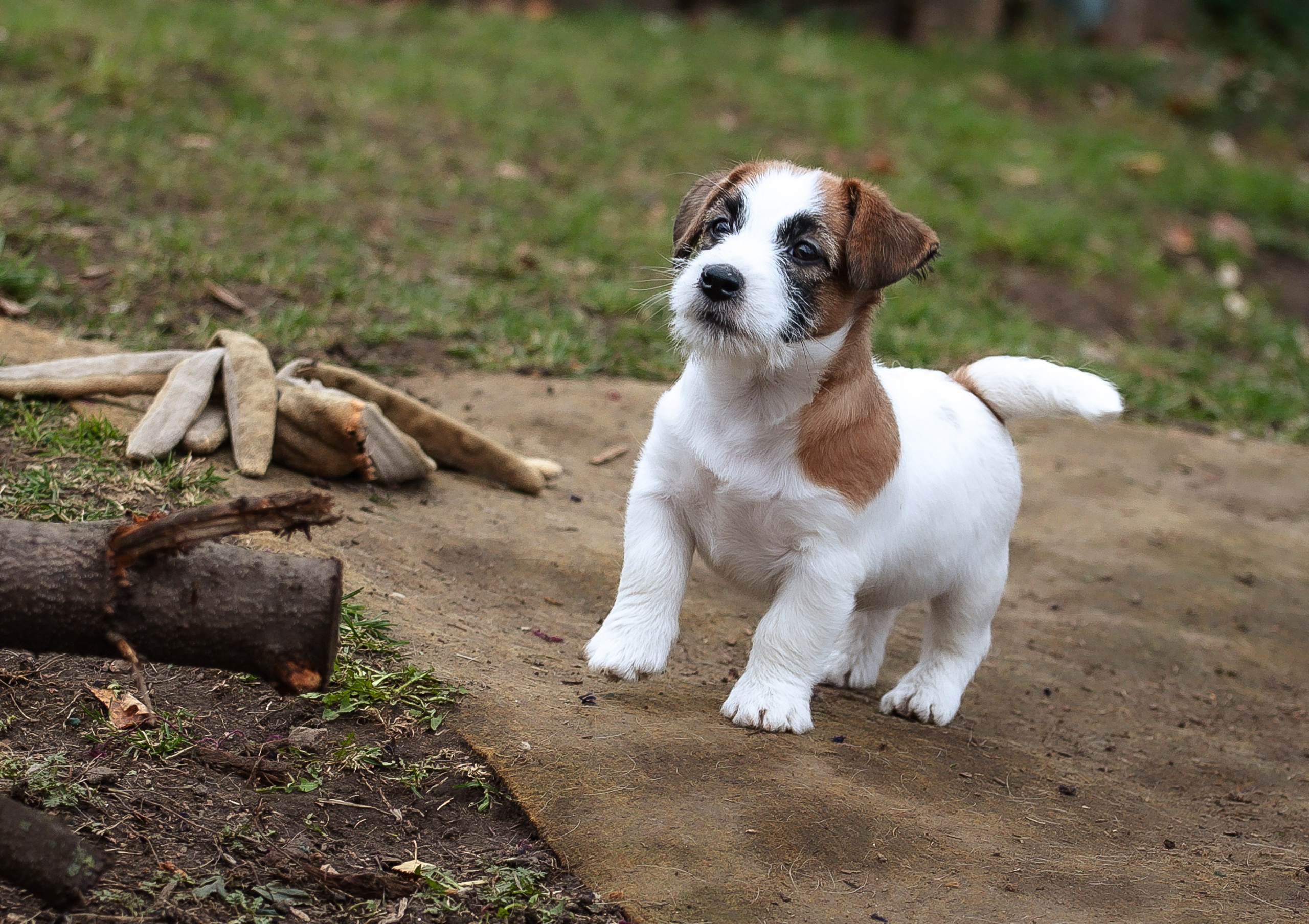 X_MAL_3_БРЫЖ. CANE MAESTRO — kennel Jack Russell Terrier