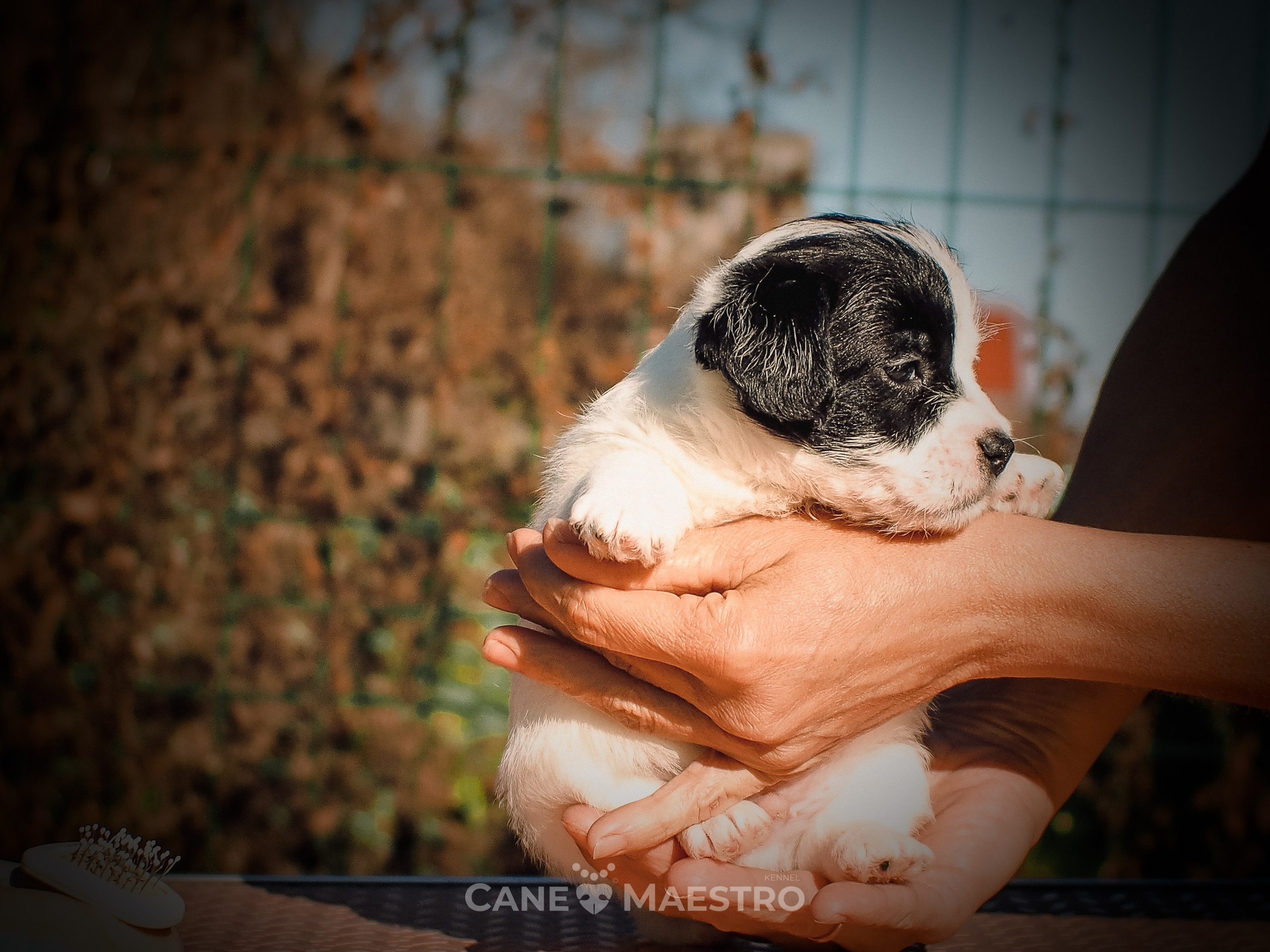 КОБ_Z_2_BLACK_27_08_2025. CANE MAESTRO — kennel Jack Russell Terrier