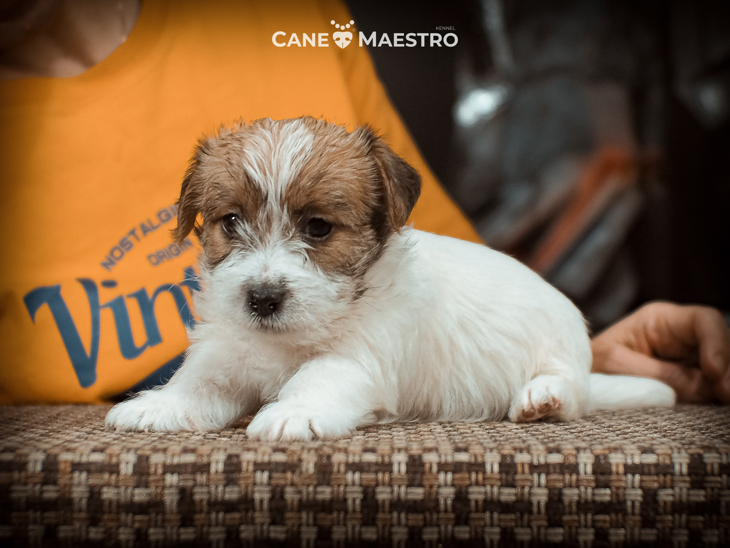 КОБ_2_Б_21_01_25. CANE MAESTRO — kennel Jack Russell Terrier
