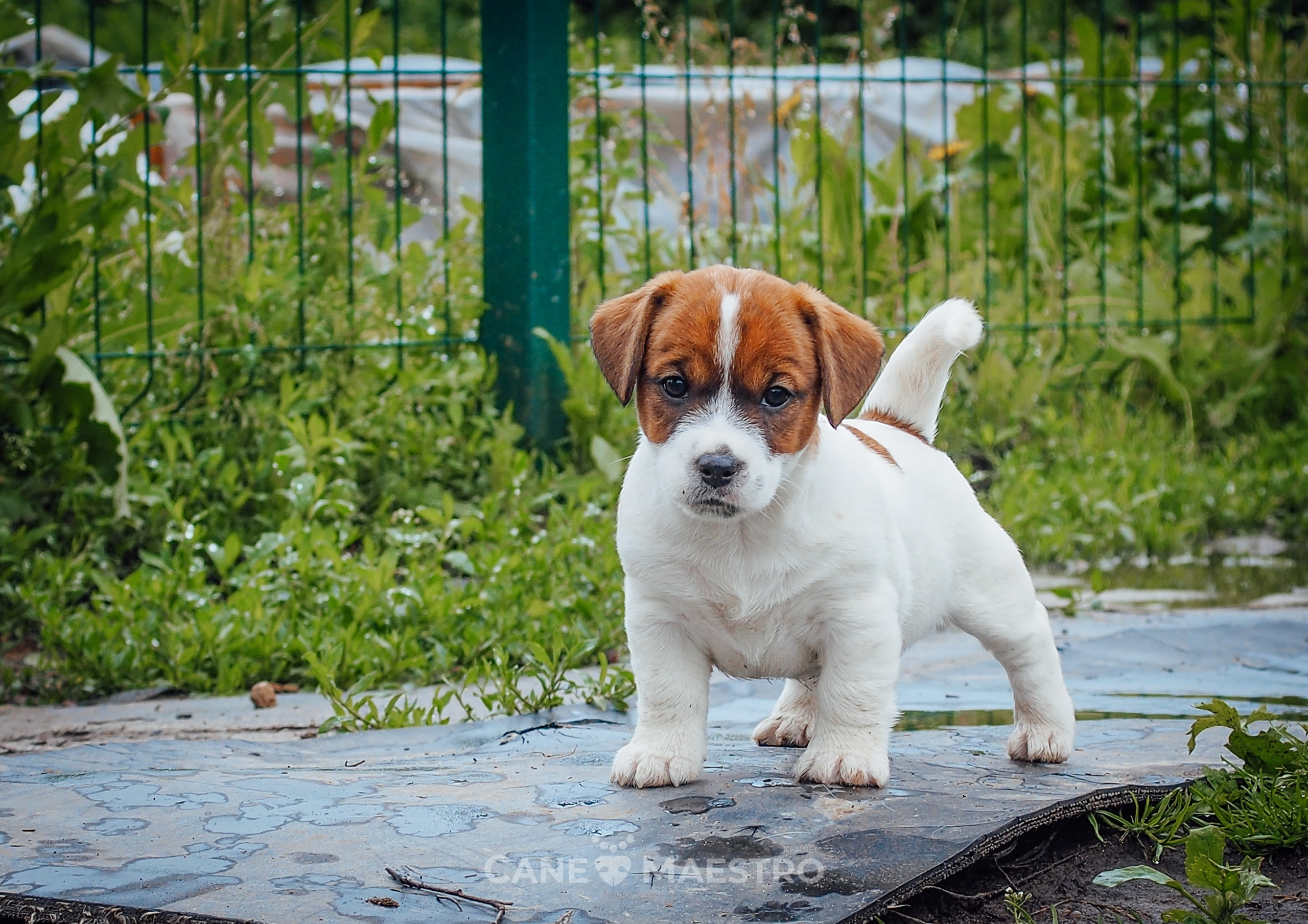 Ш_FEMALE_SHIZGARA. CANE MAESTRO — kennel Jack Russell Terrier