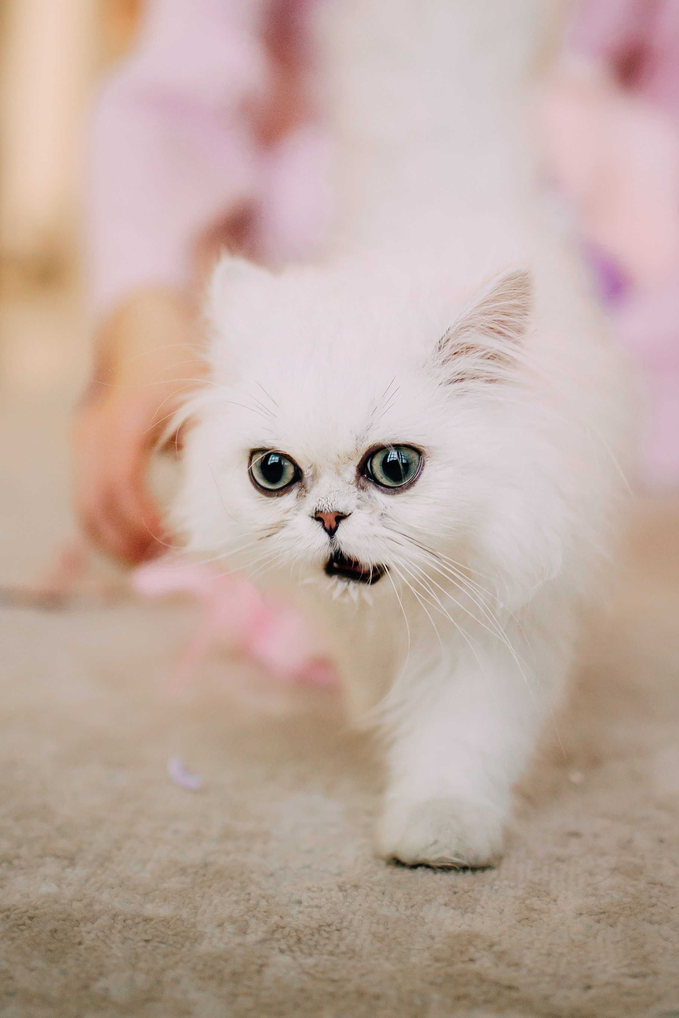 Султан, Мэй Мэй и Шанталь и их семья