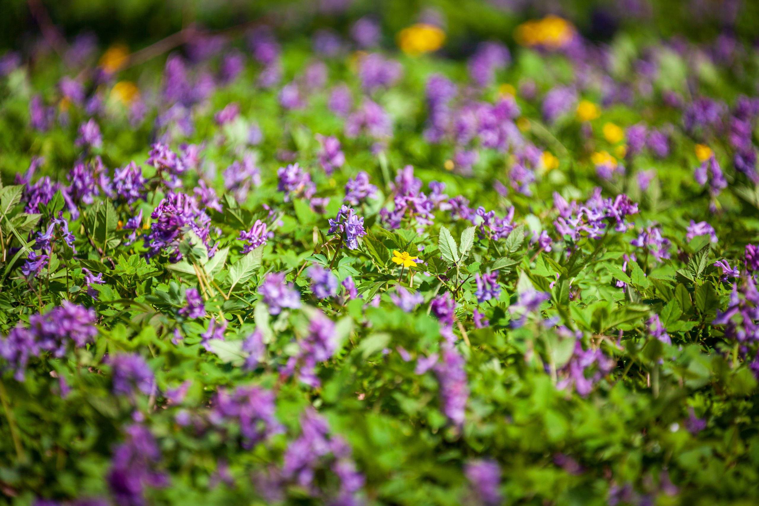 Весеннее настроение. Фотохудожник Артём Парамонов