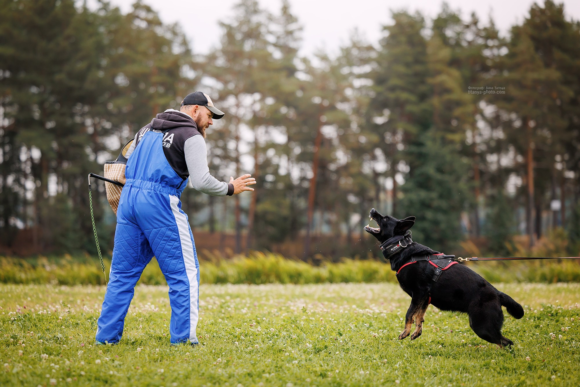 Тренировка по защите в питомнике немецких овчарок «Легенда Волги». Фотограф собак, фотограф-анималист Аня Титова (Titanya). Москва