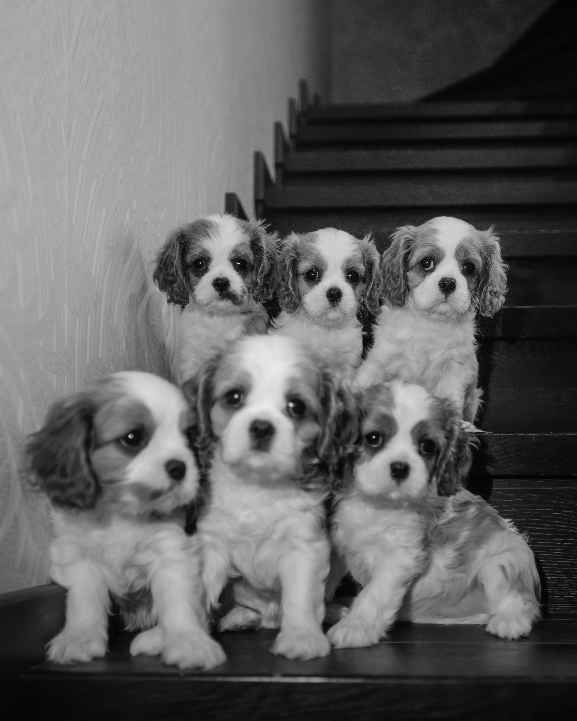 Щенки. Фотограф Анна Тюрина