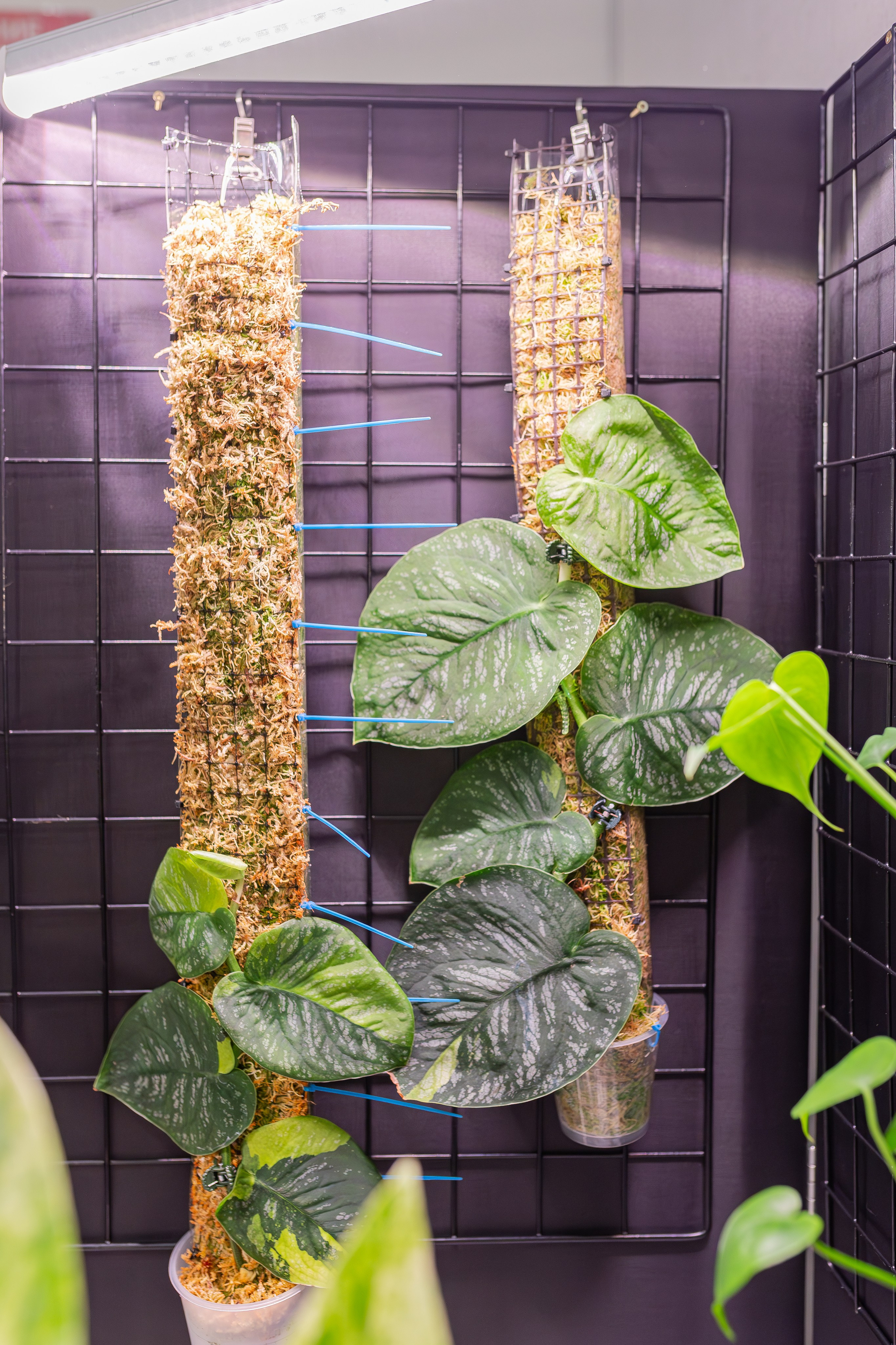 Монстериум апрель 2026. Александра Куликова фотограф, Москва