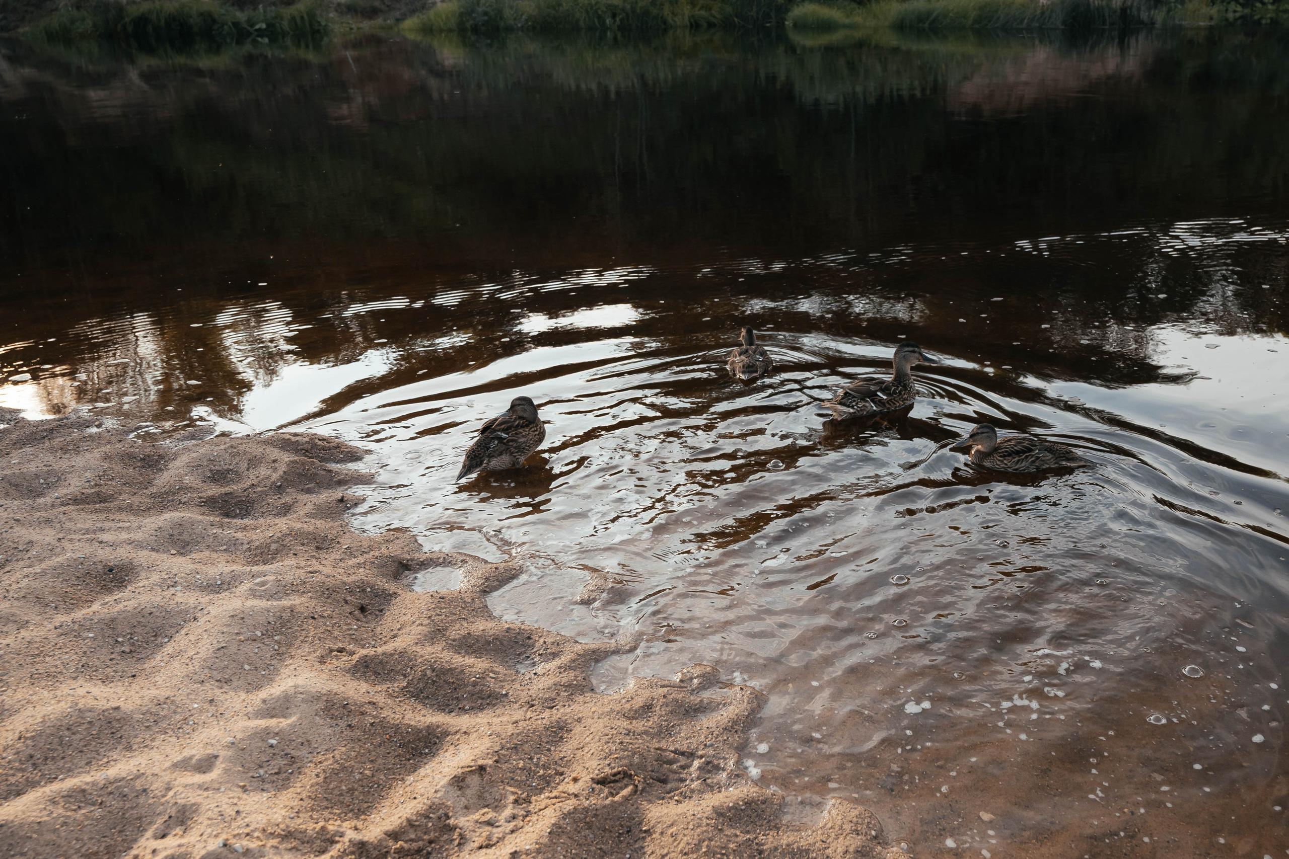 Съёмка на пляже в Верховажье. Свадебный и семейный фотограф г. Ярославль Савинская Анастасия