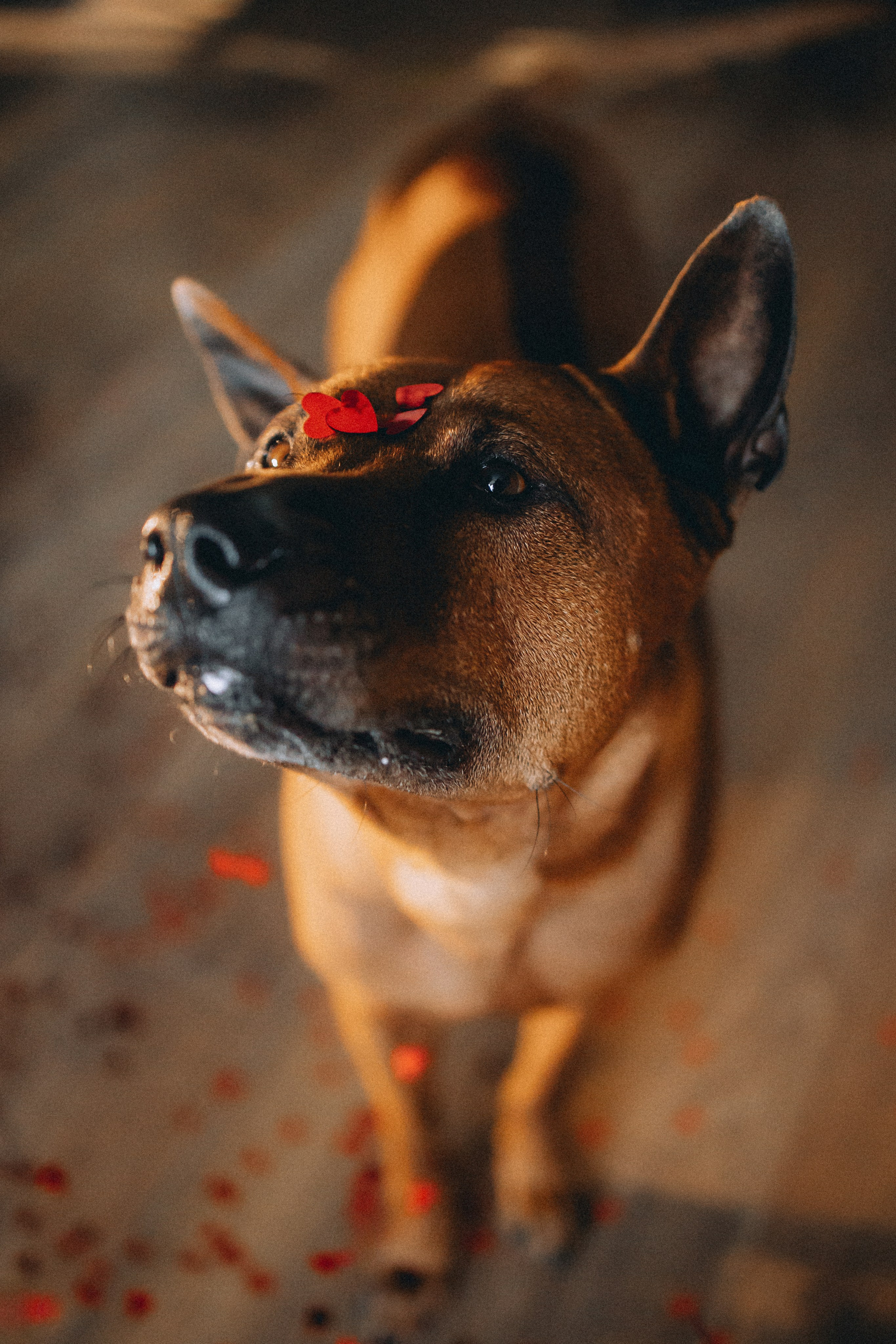 Оксана и Зевс