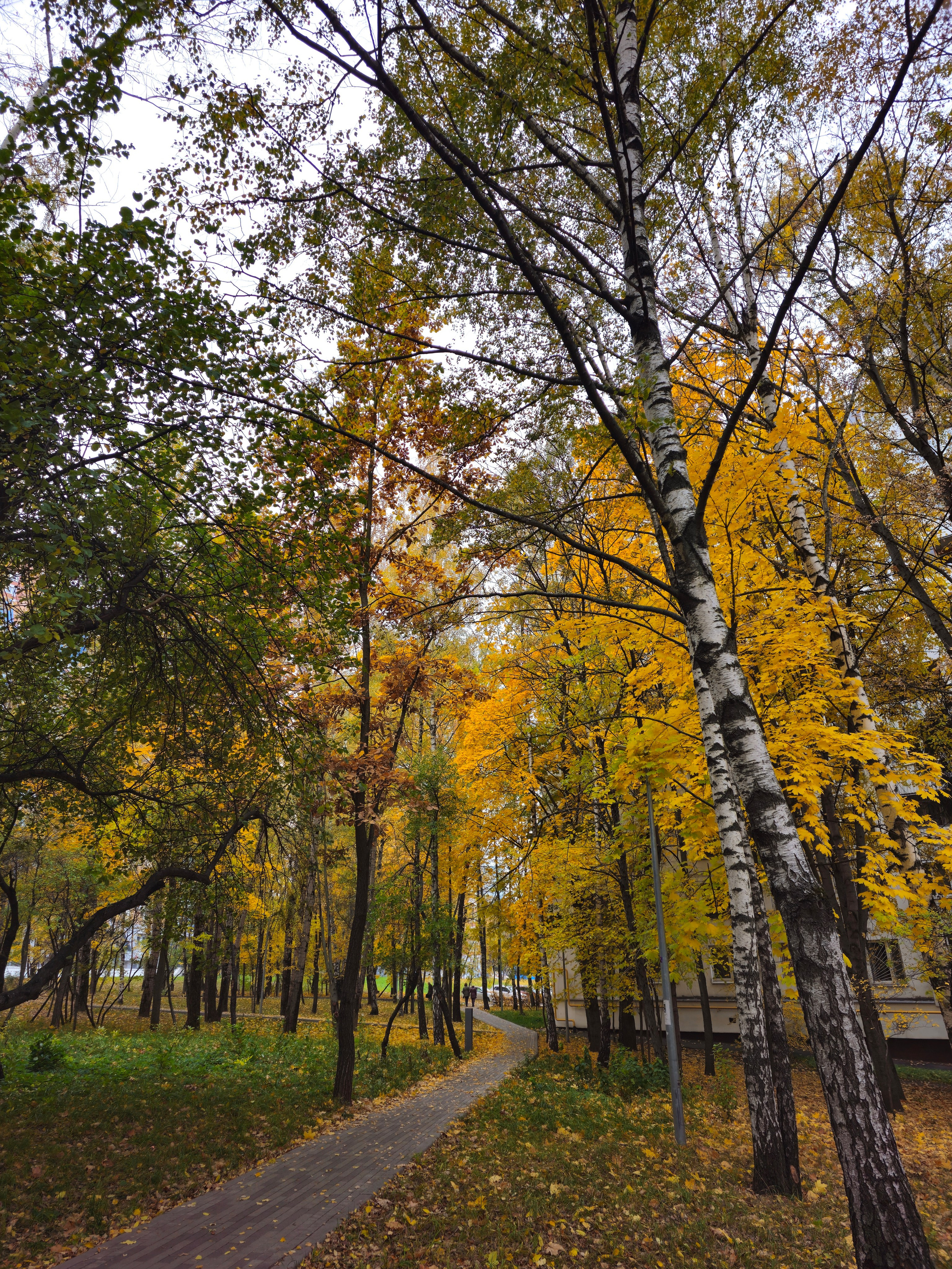 Aллея с дорожкой, усыпанной листьями, обрамлена разнообразными деревьями, включая белоствольные березы и деревья с ярко-желтой осенней листвой. Изогнутая парковая дорожка, окруженная березами и деревьями с ярко-желтой осенней листвой, на фоне жилого здания.