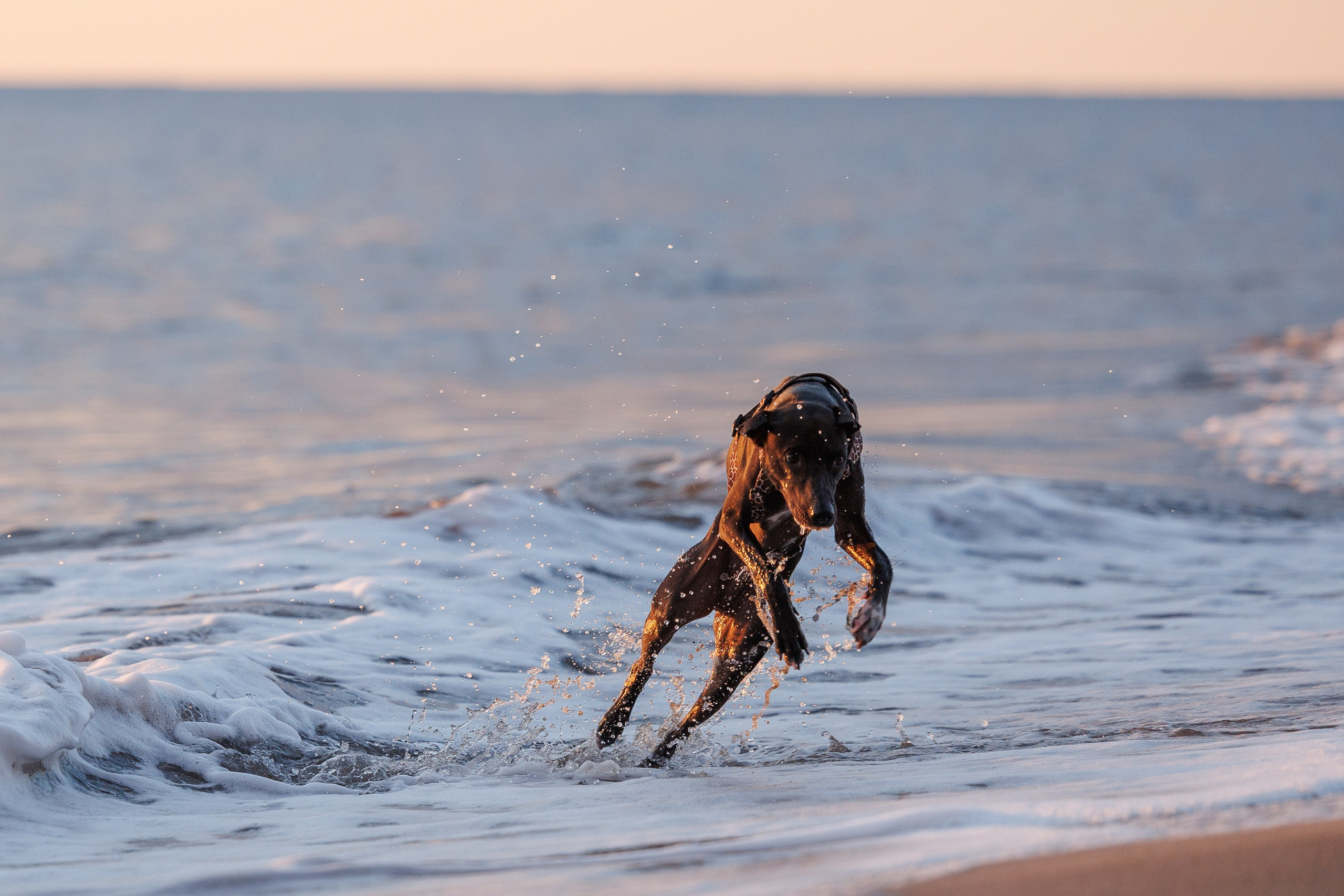 Финик. Фотограф анималист в Казани Алина Сулейманова. Фотограф животных