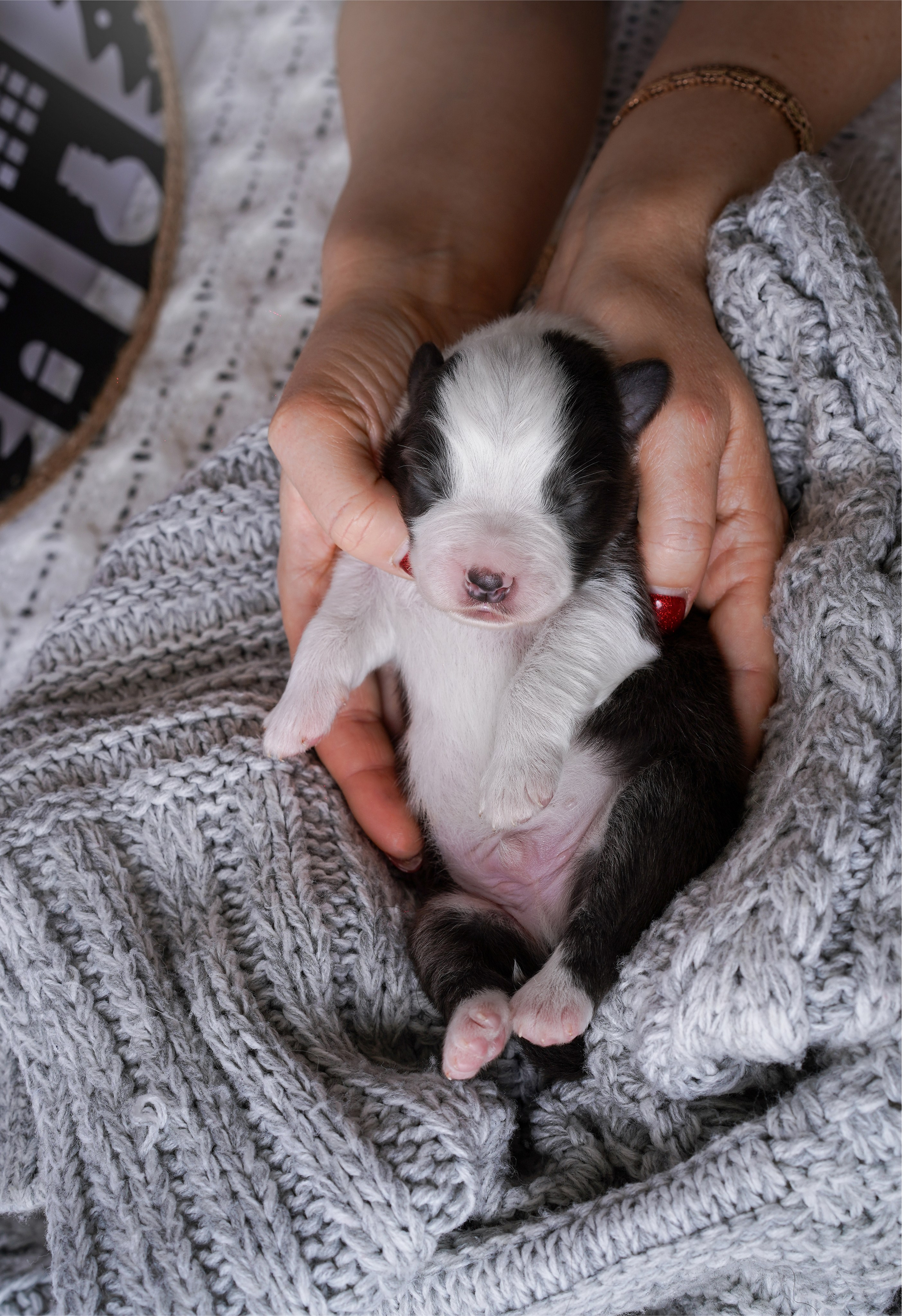 Щенки австралийской овчарки. Фотограф-анималист в Санкт-Петербурге Яна Мартынова