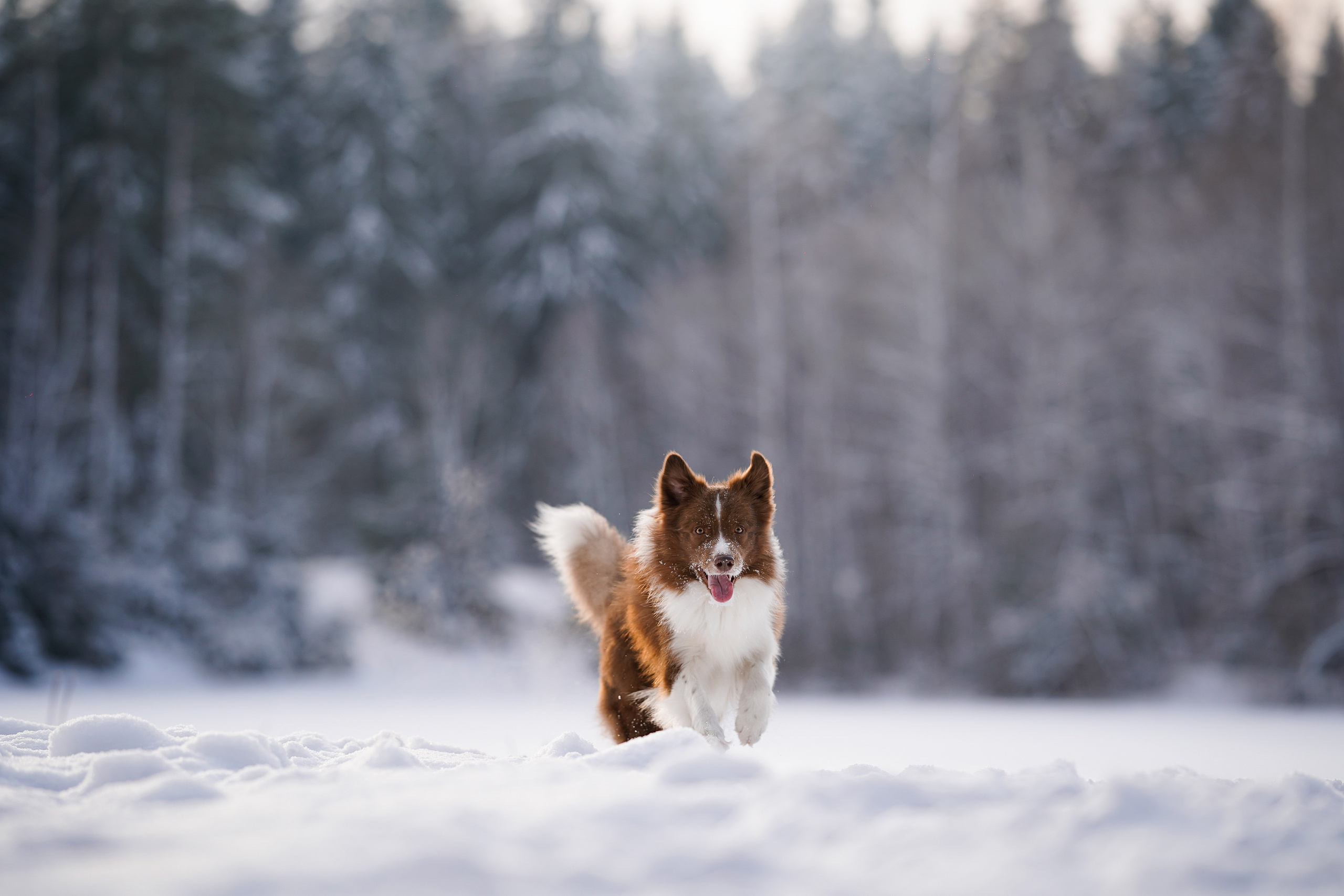 Катя и Ская. Фотограф-анималист в Санкт-Петербурге Яна Мартынова