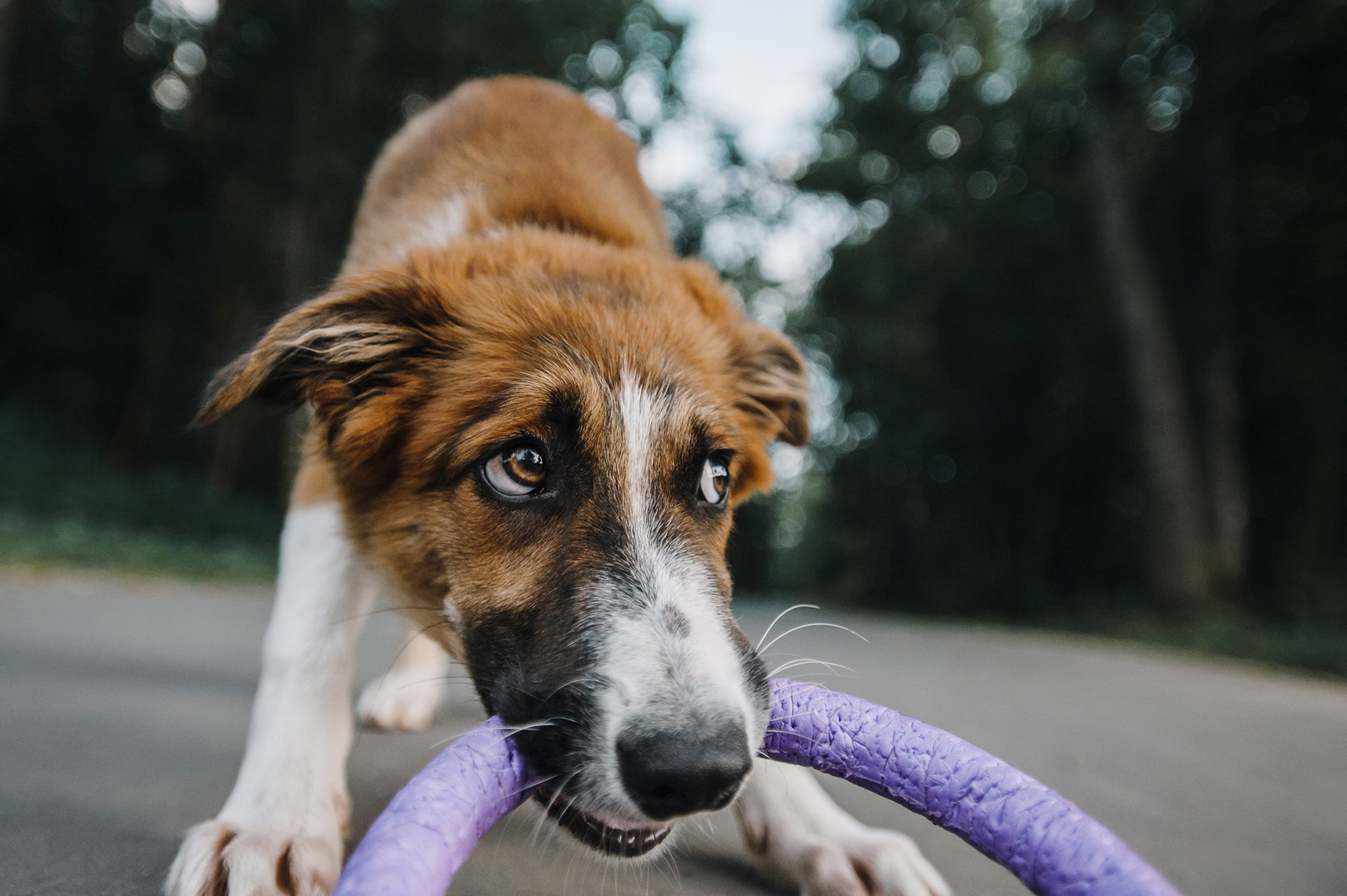 Питомец в кадре. Фотограф Анна Тюрина