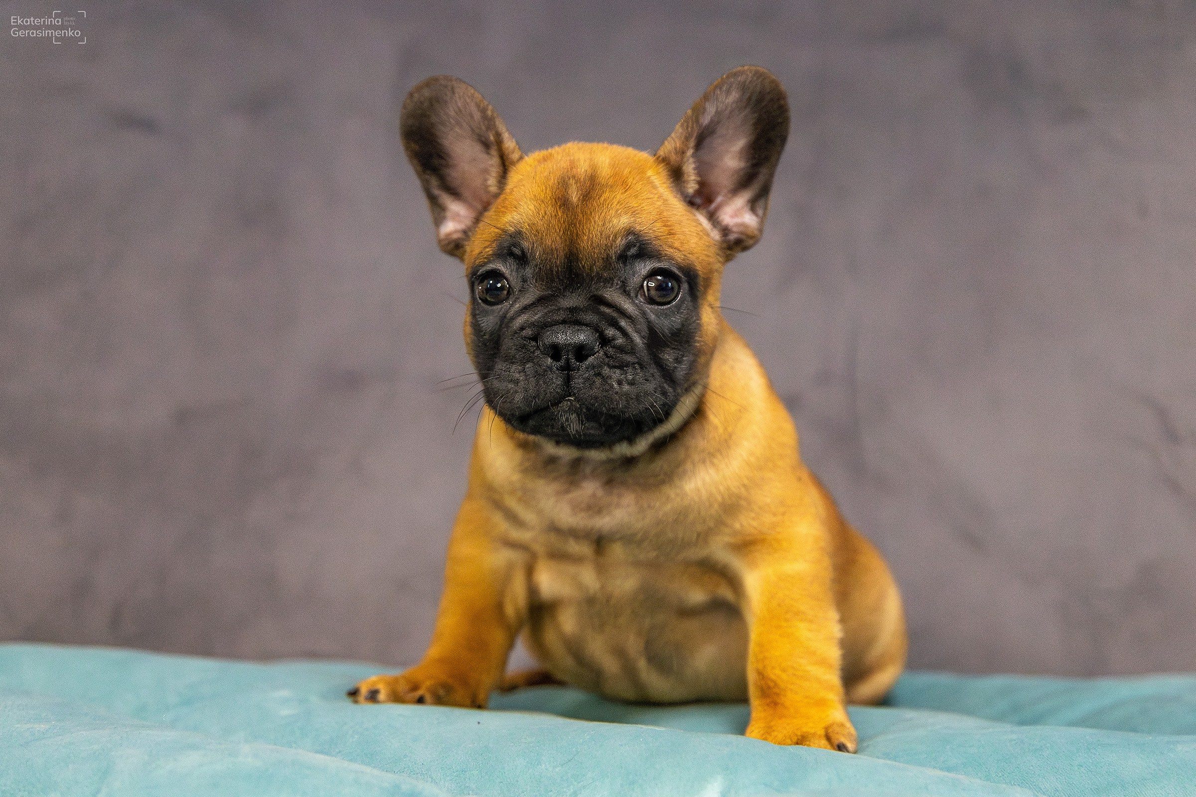 Щенки французского бульдога. Htykk_photo