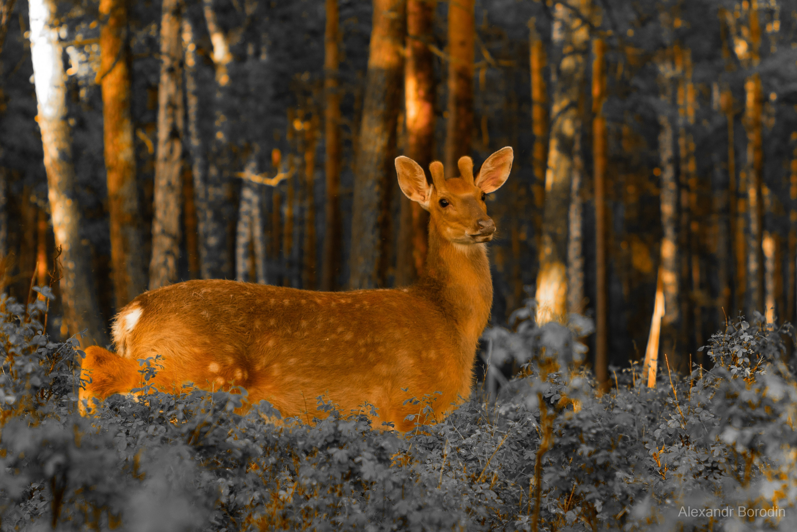 Анимализм. Профессиональный фотограф Александр Бородин
