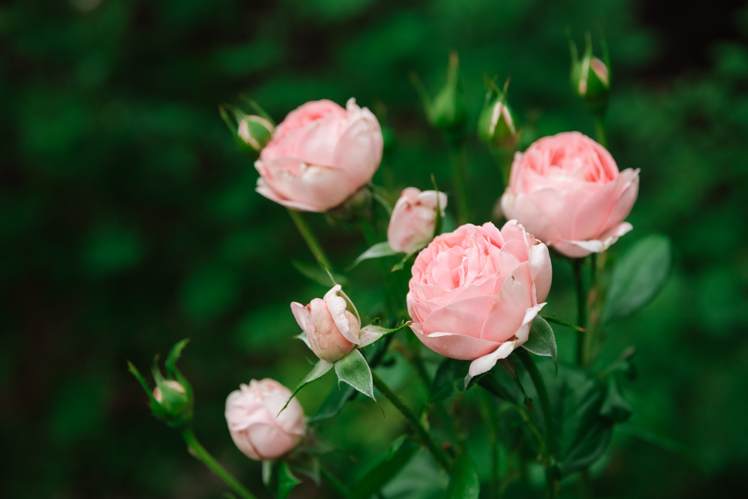 Юбилеи. Люксмедиа — это команда фотографов и видеографов. Город Казань. Дамир Сафин
