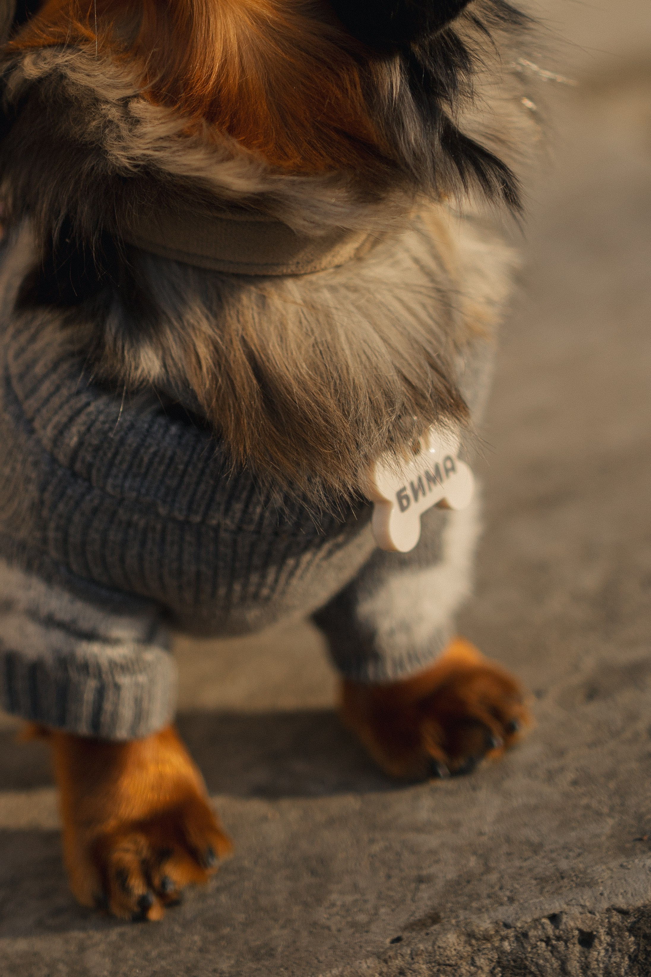 Одна прогулка из жизни Бимы. Семейный фотограф Питер •love-story•|Санкт-Петербург