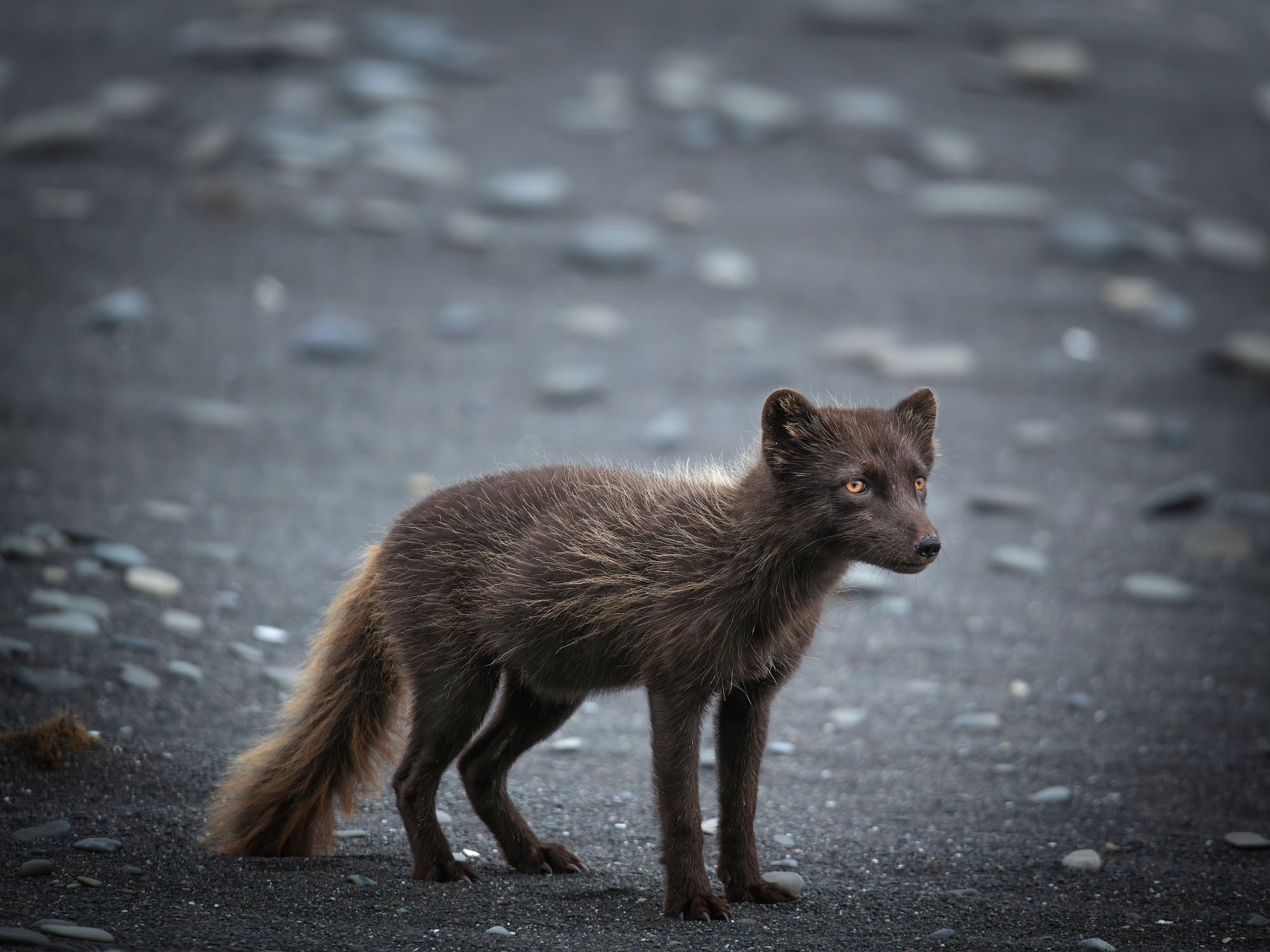 Фотоэкспедиция в Корякию и Командоры 2026
