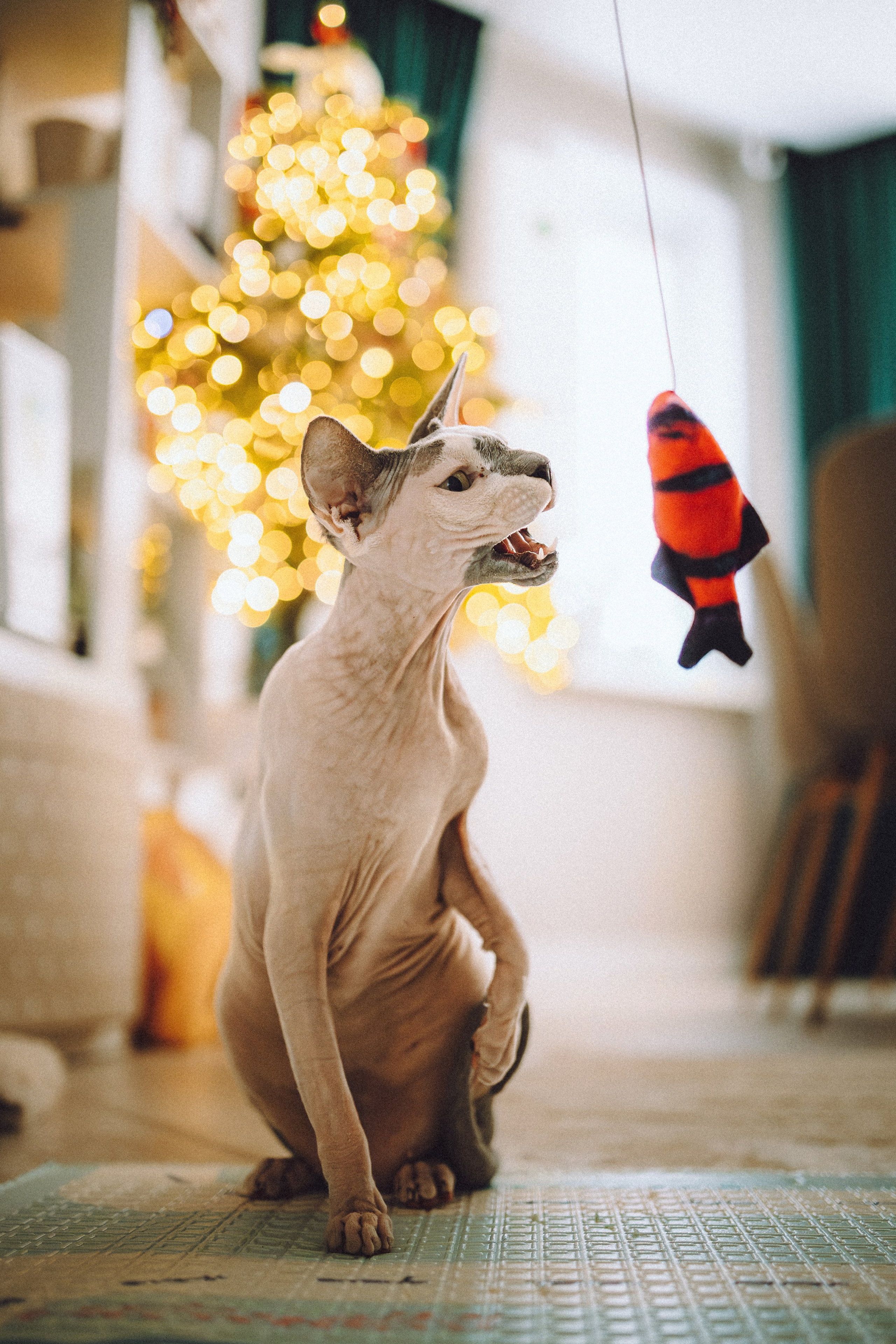 Топик и его семья