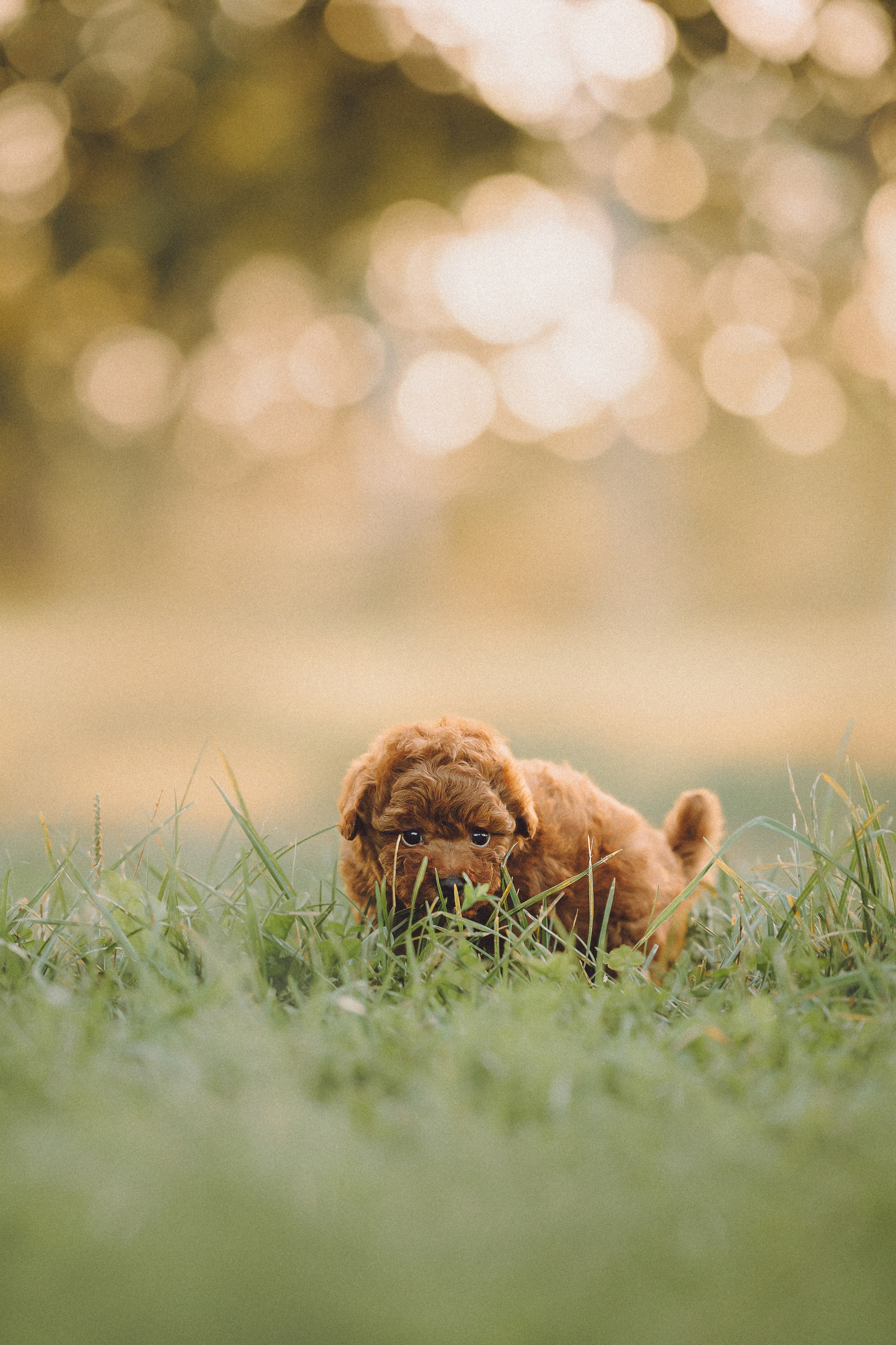 Гречка, Кари и щенки