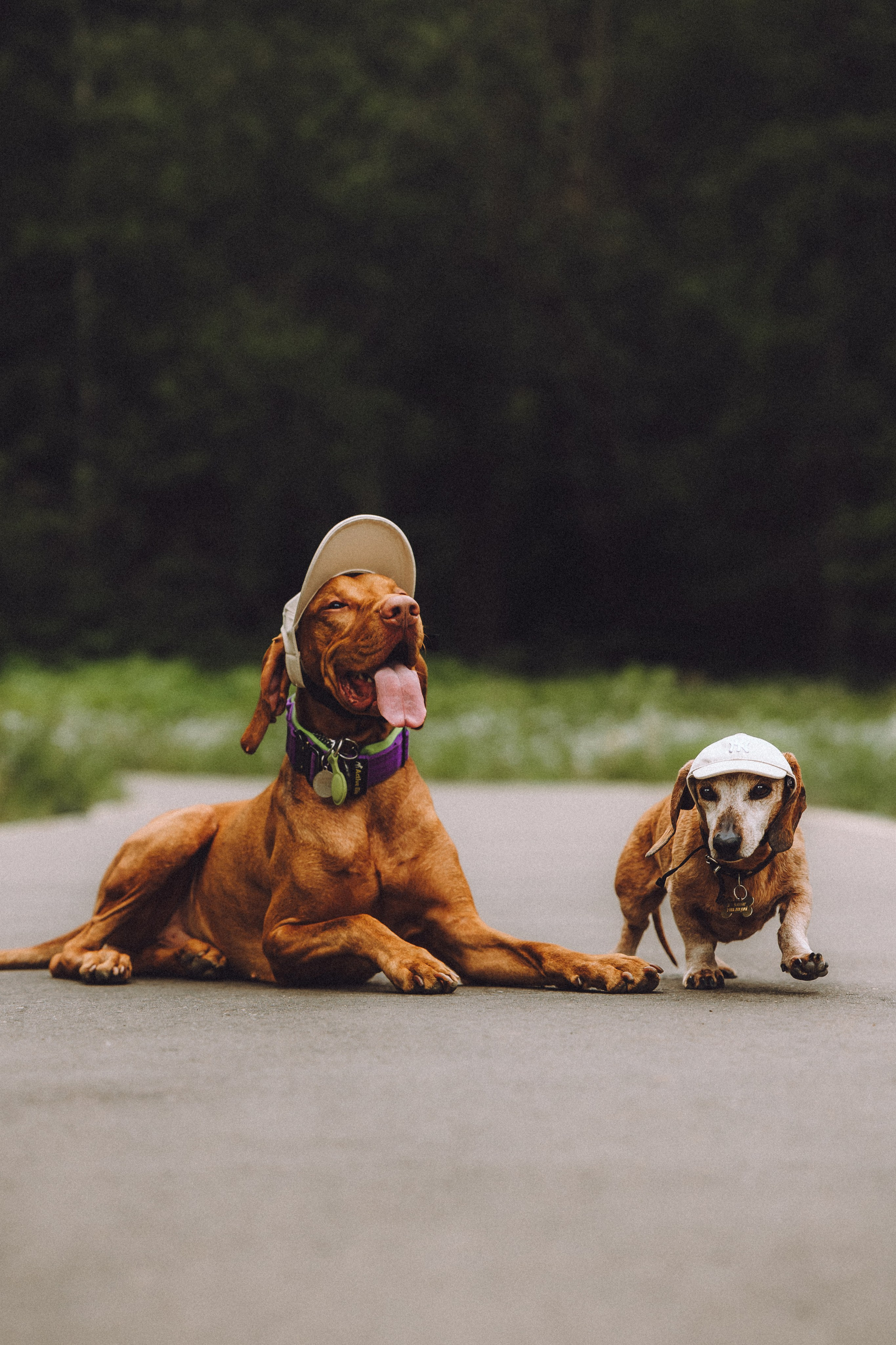 Груша, Данни, Фунтик и их семья