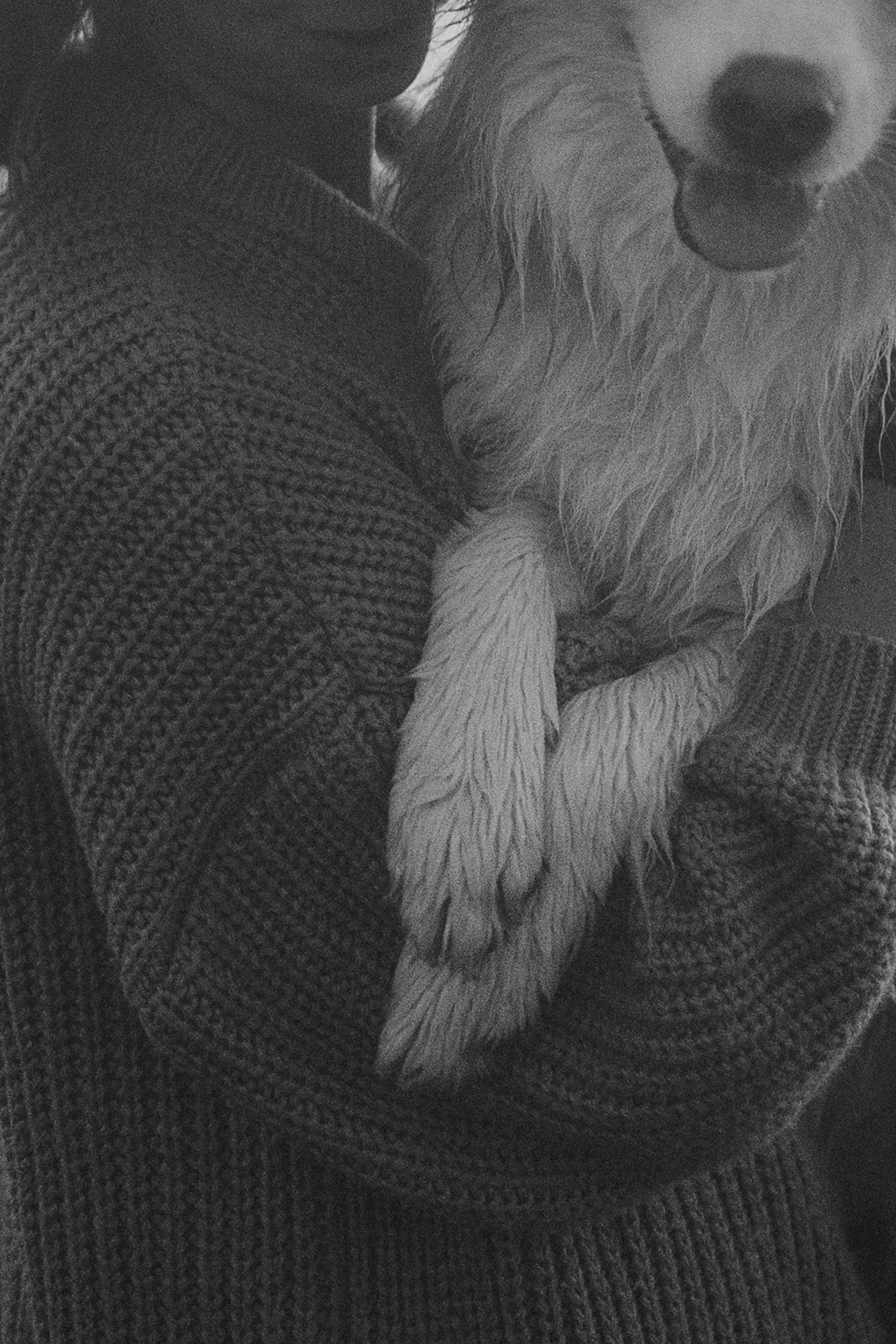 Рина и Марси. Фотограф анималист в Москве и Санкт-Петербурге Свиридова Анна