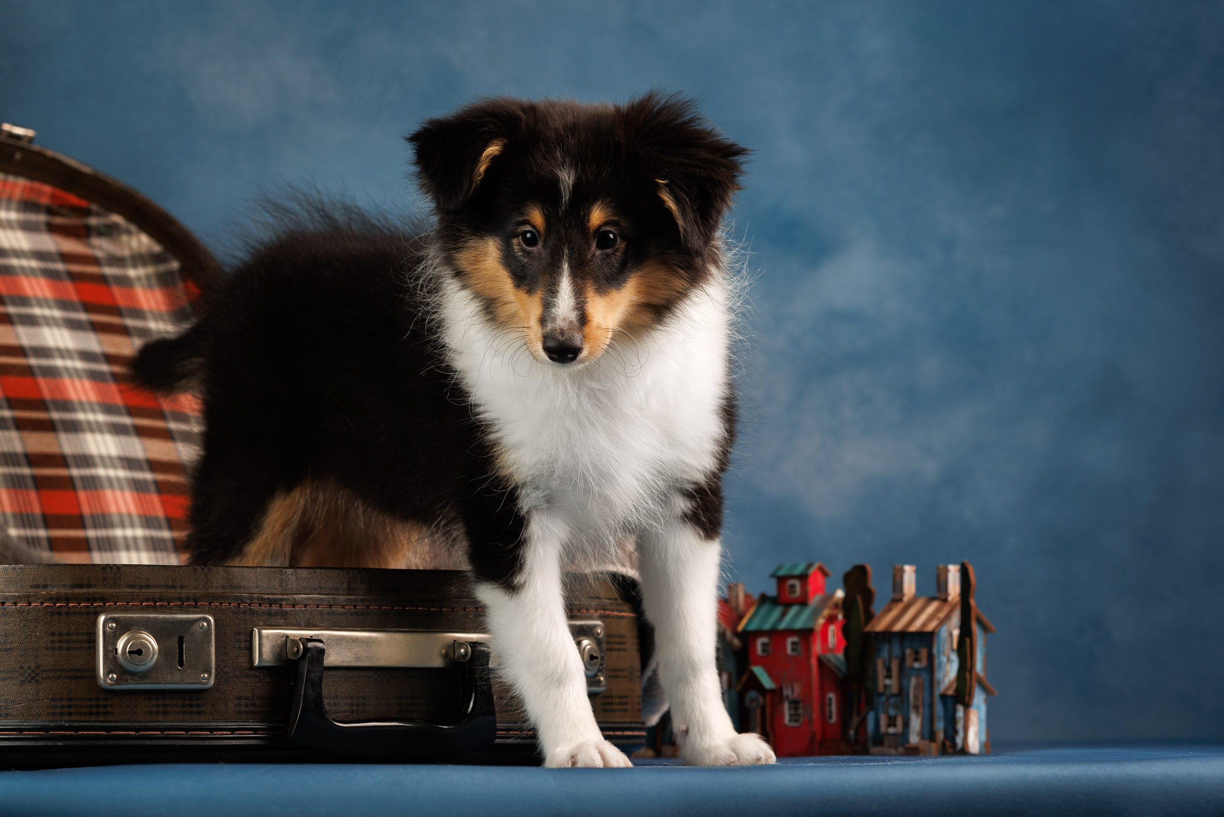 Шелтята Пушкино. Фотограф-анималист в Москве и Московской области Татьяна Фролова
