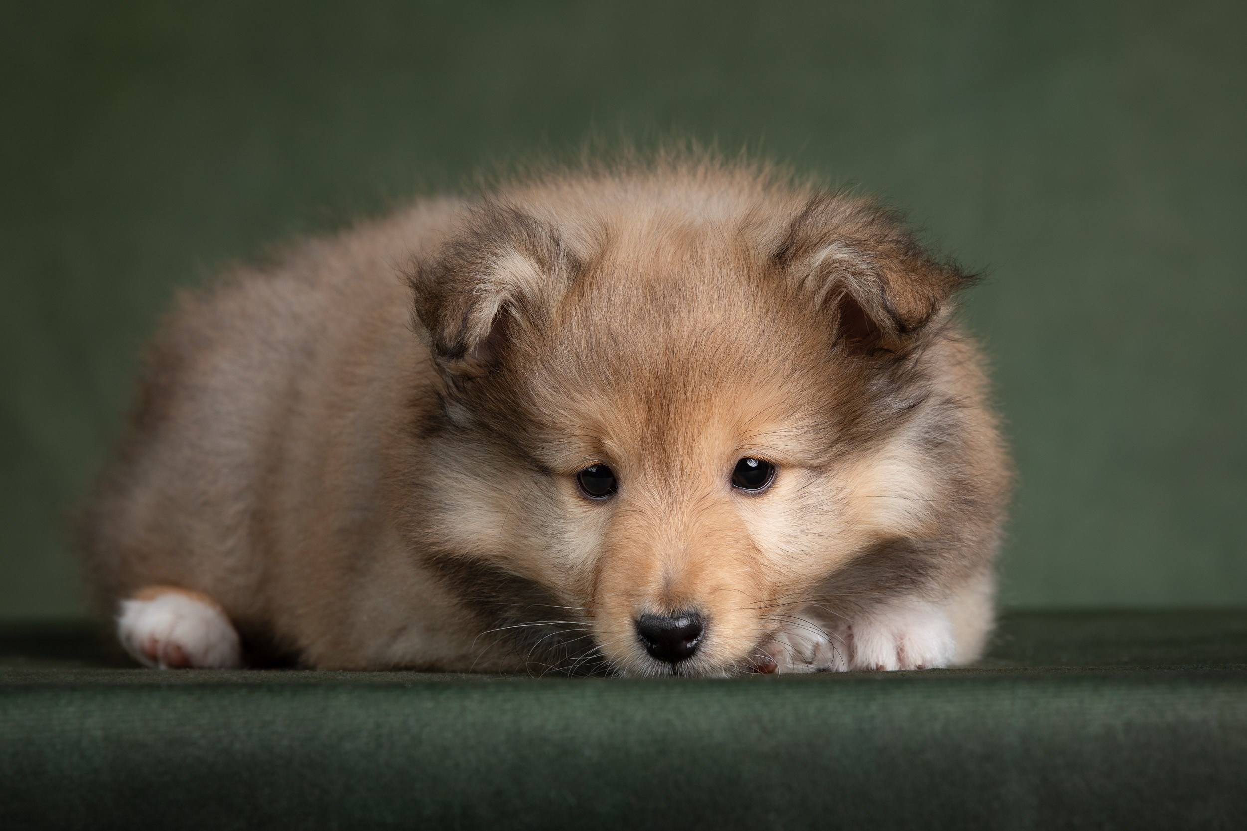 Помет щенков в 2 месяца. Фотограф-анималист в Москве и Московской области Татьяна Фролова