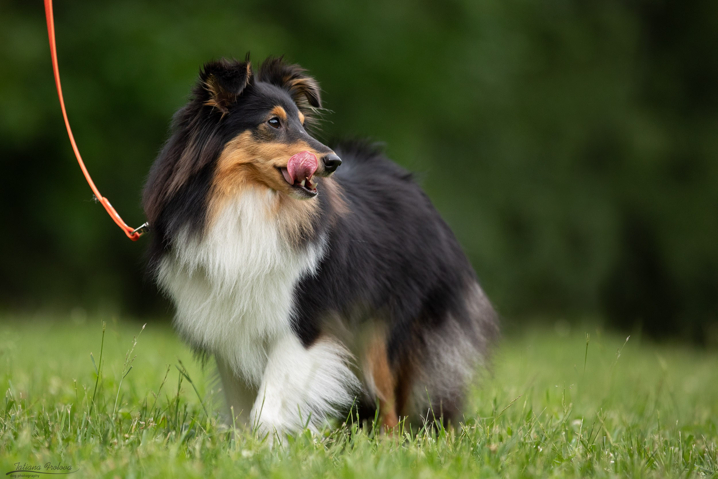 Репортаж с выводки молодняка колли/шелти в Ясенево. Фотограф-анималист в Москве и Московской области Татьяна Фролова