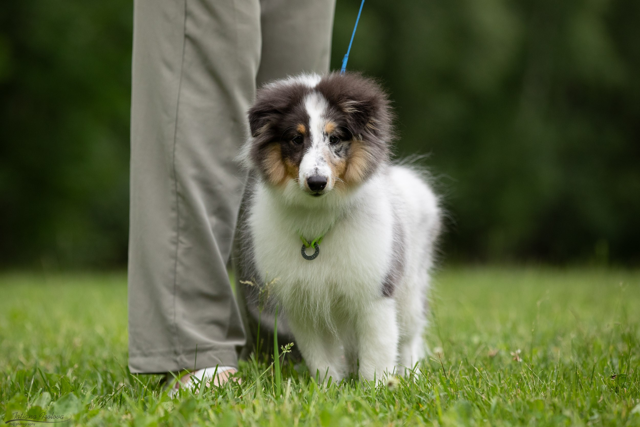 Репортаж с выводки молодняка колли/шелти в Ясенево. Фотограф-анималист в Москве и Московской области Татьяна Фролова