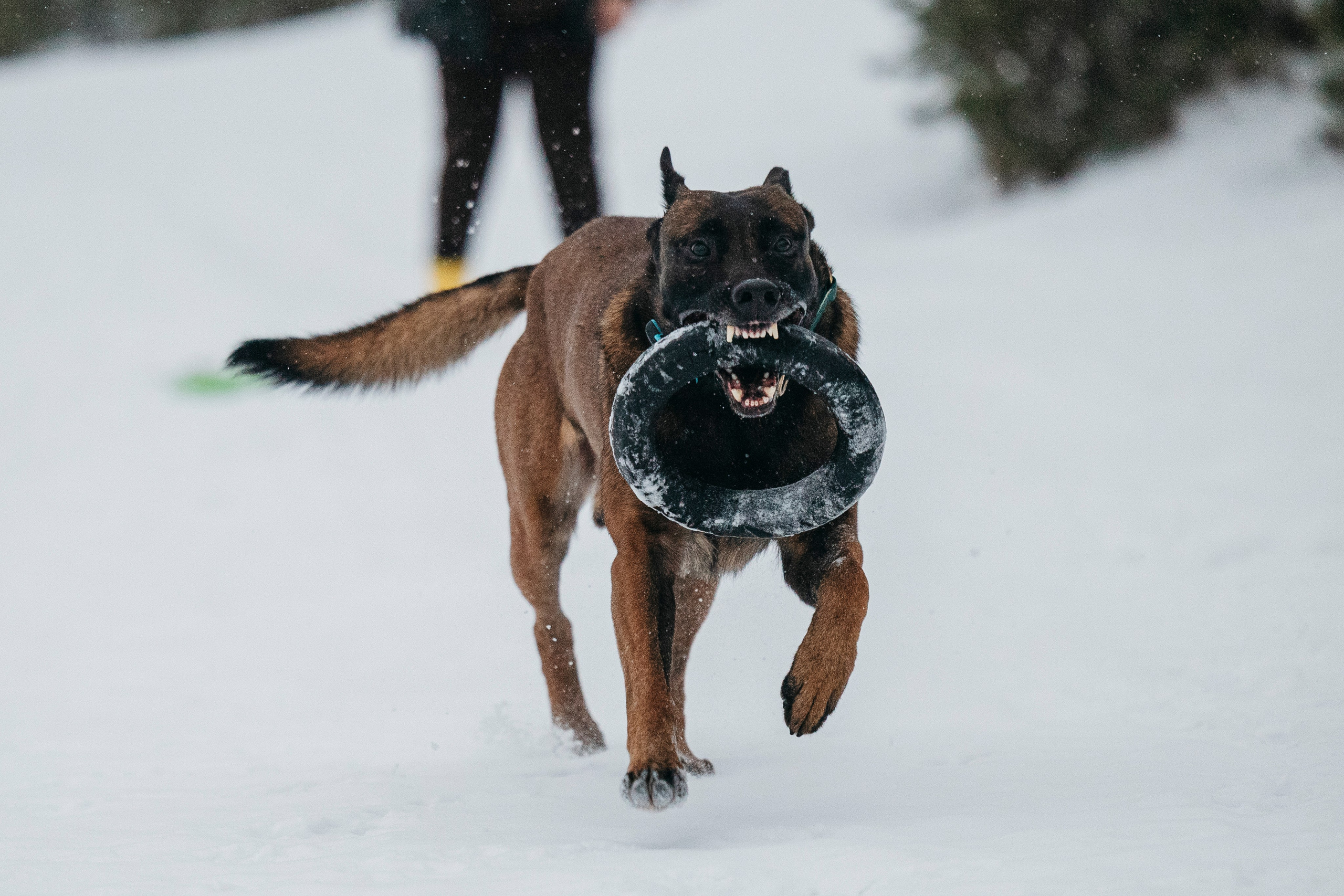 Карьер. Фотограф-анималист Анна Маринич