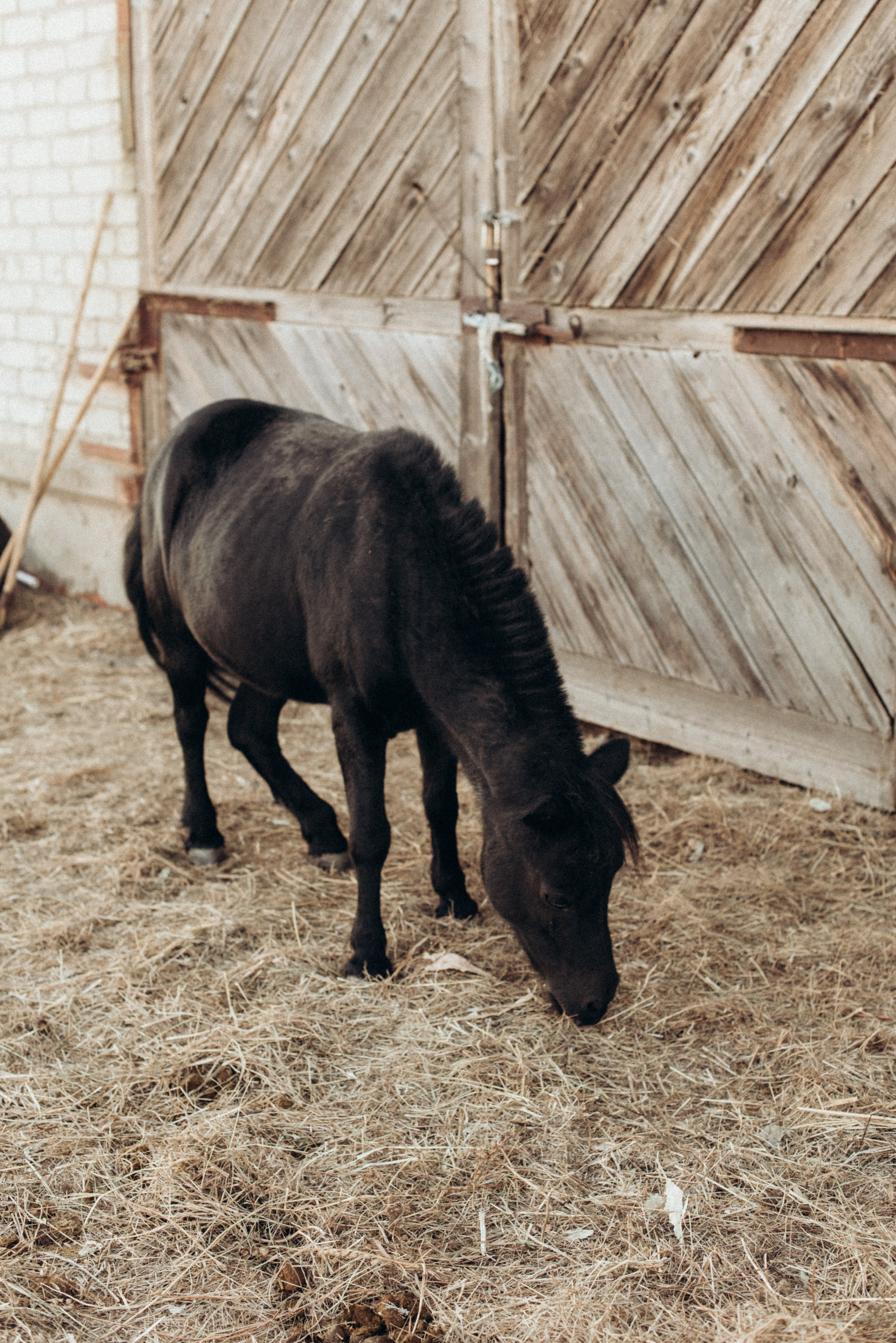 ХВОСТАТЫЕ. Дом обретенный. Детский и семейный фотограф выпускной альбом Приморско-Ахтарск