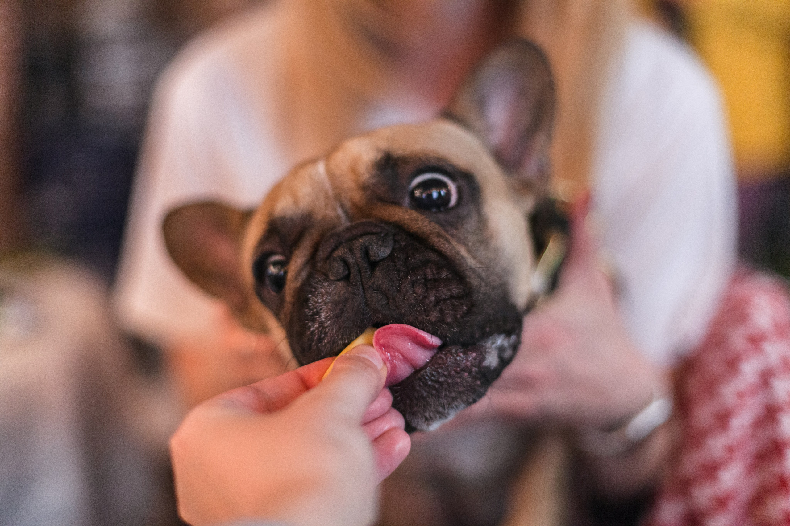 Бульбалл 23.04.2023. Фотограф-анималист Татьяна Степанова
