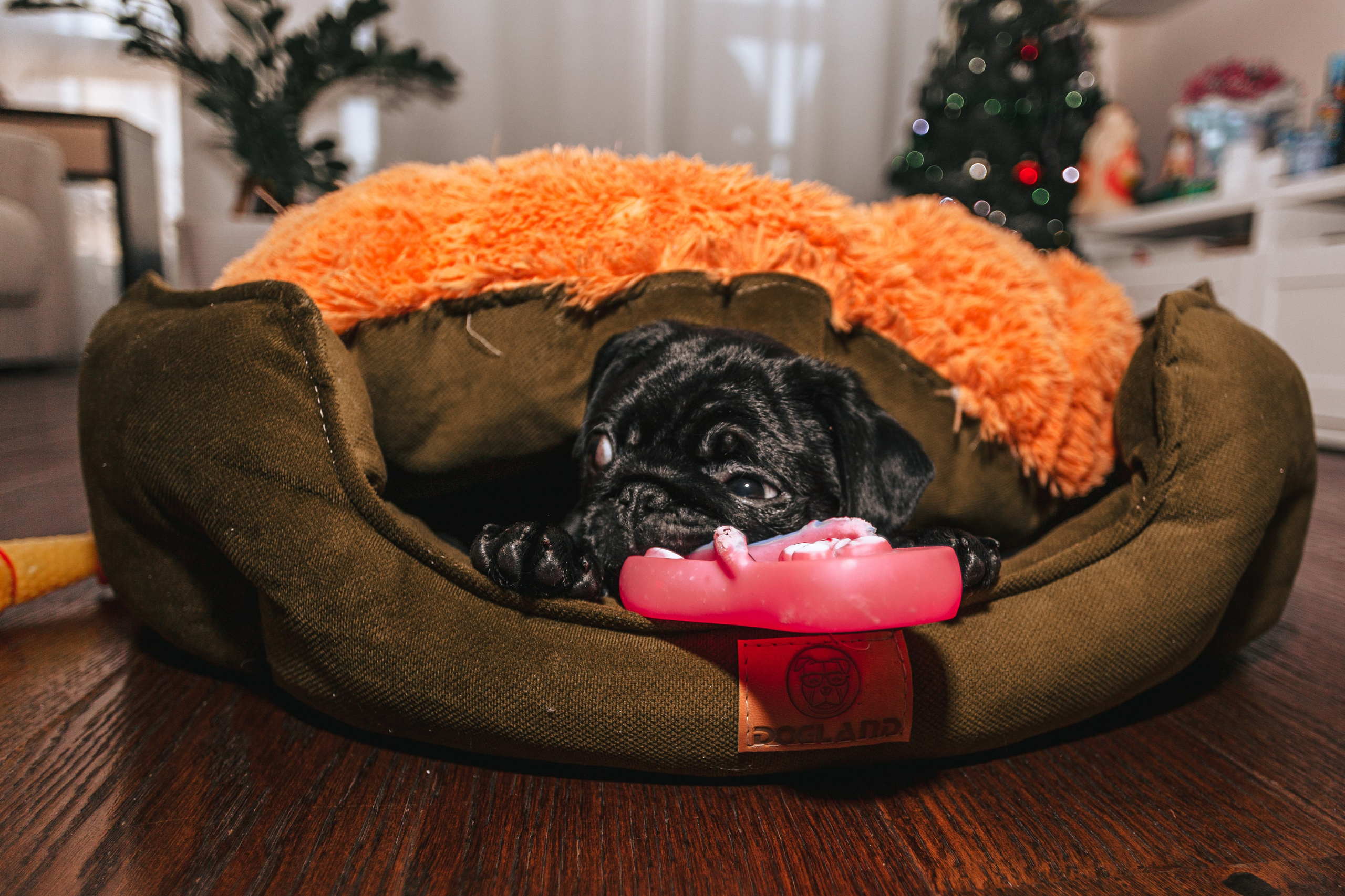 Домашняя фотосессия Оли и двух ее мопсов. Фотограф-анималист Татьяна Степанова