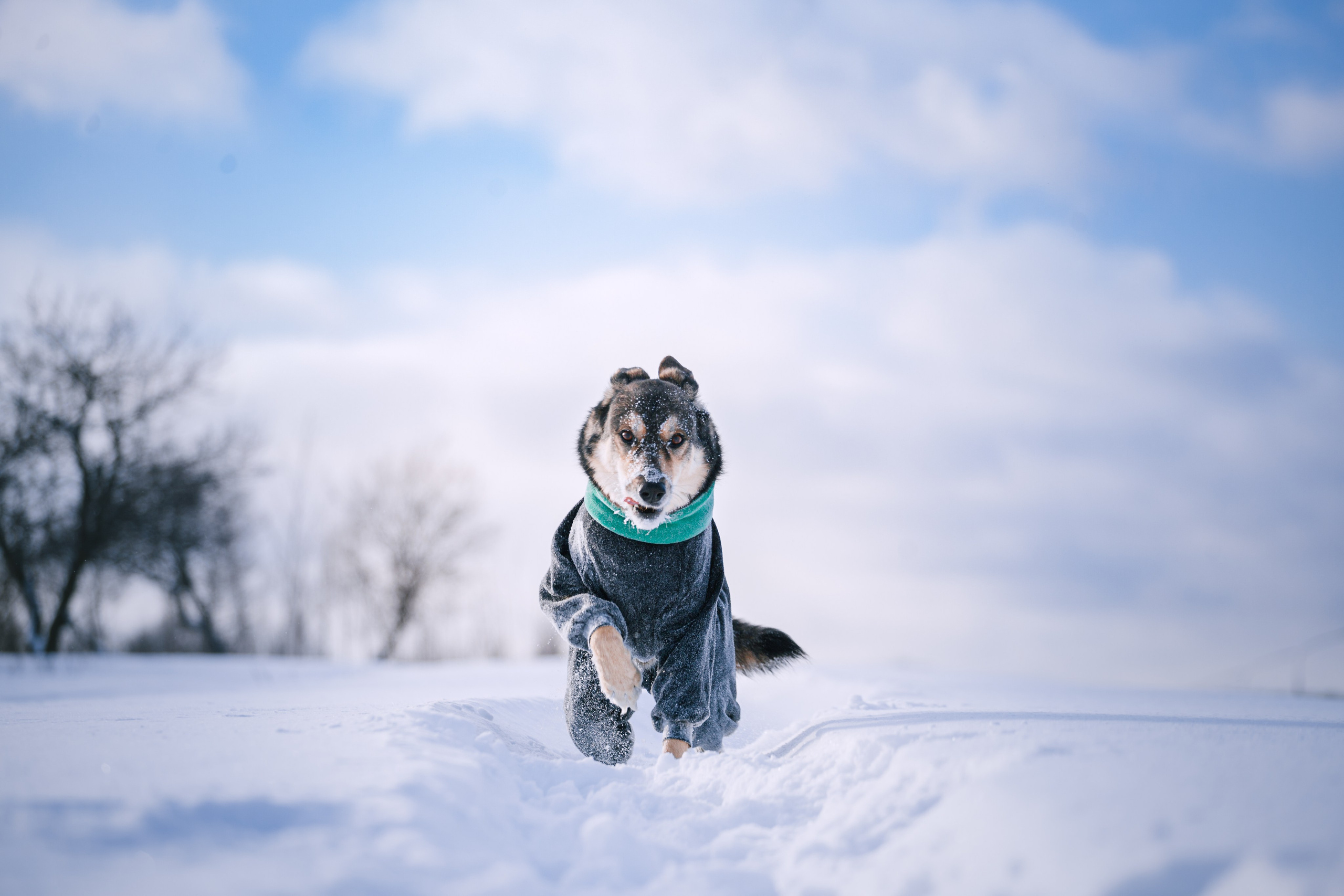 Зимняя экспресс съемка Дюка. Фотограф-анималист Татьяна Степанова