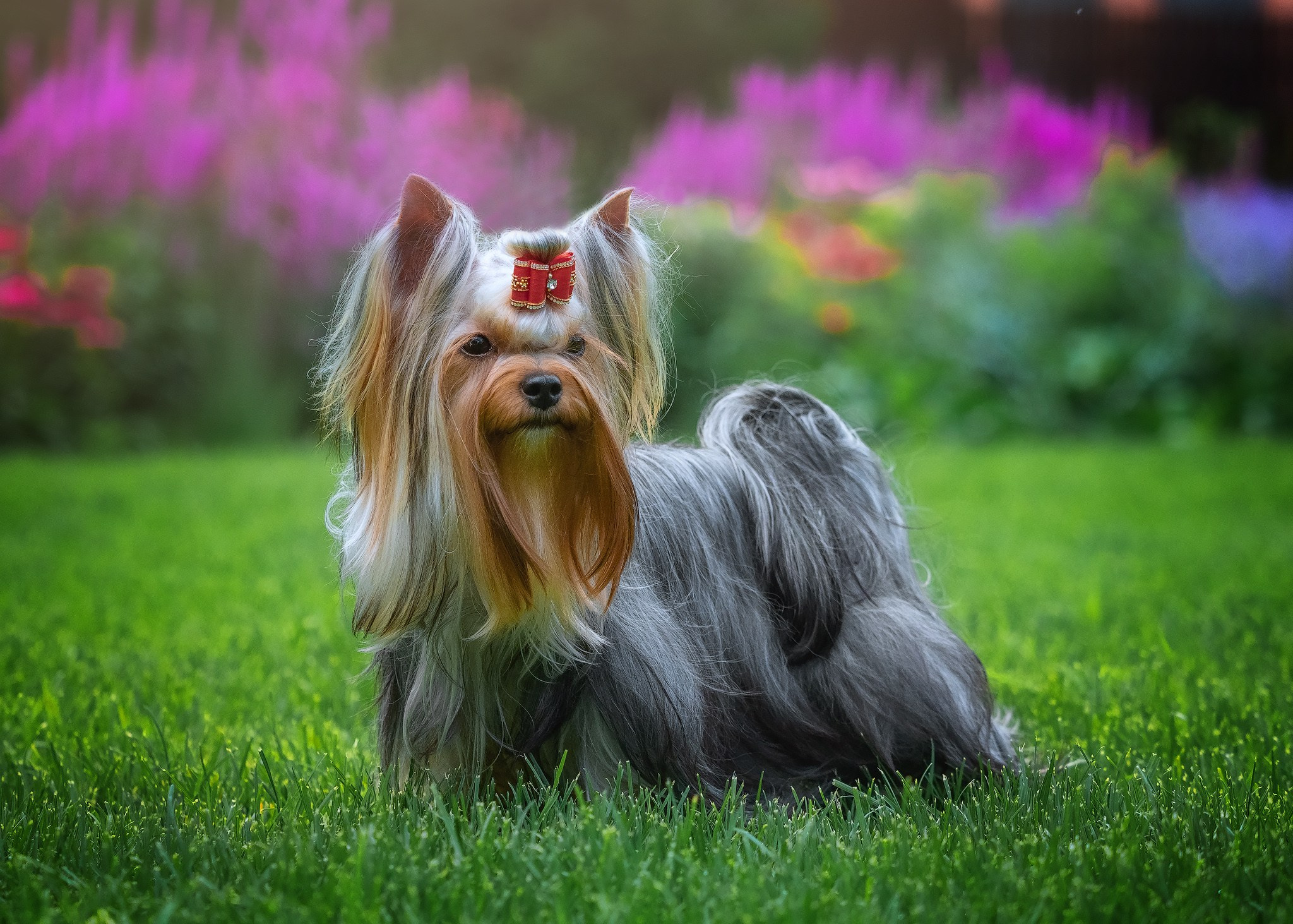 Разные породы