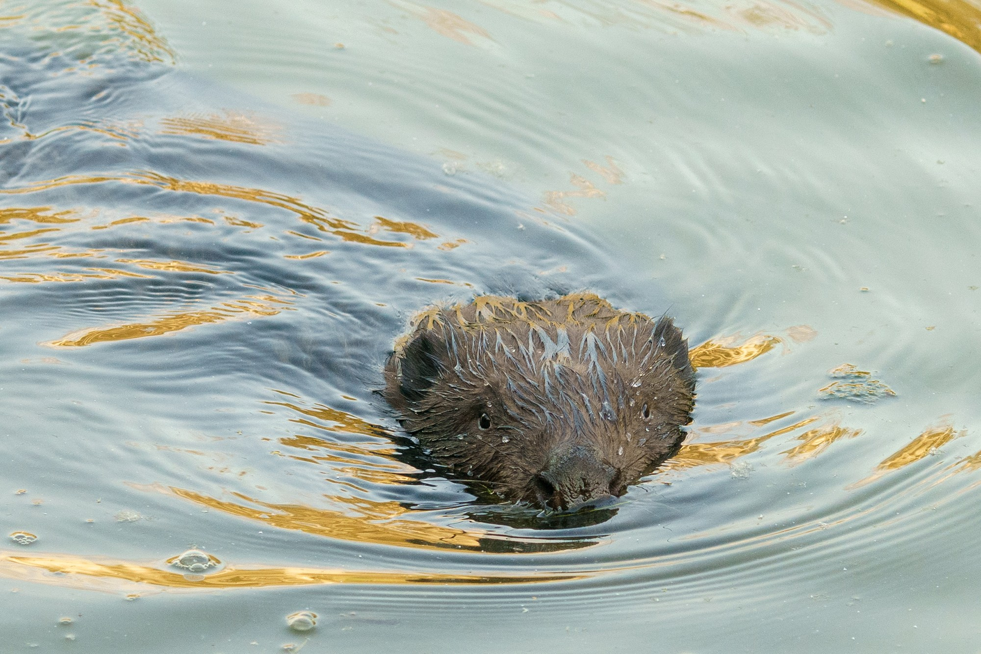 Животные. Ваш личный фотограф Марина Волкова