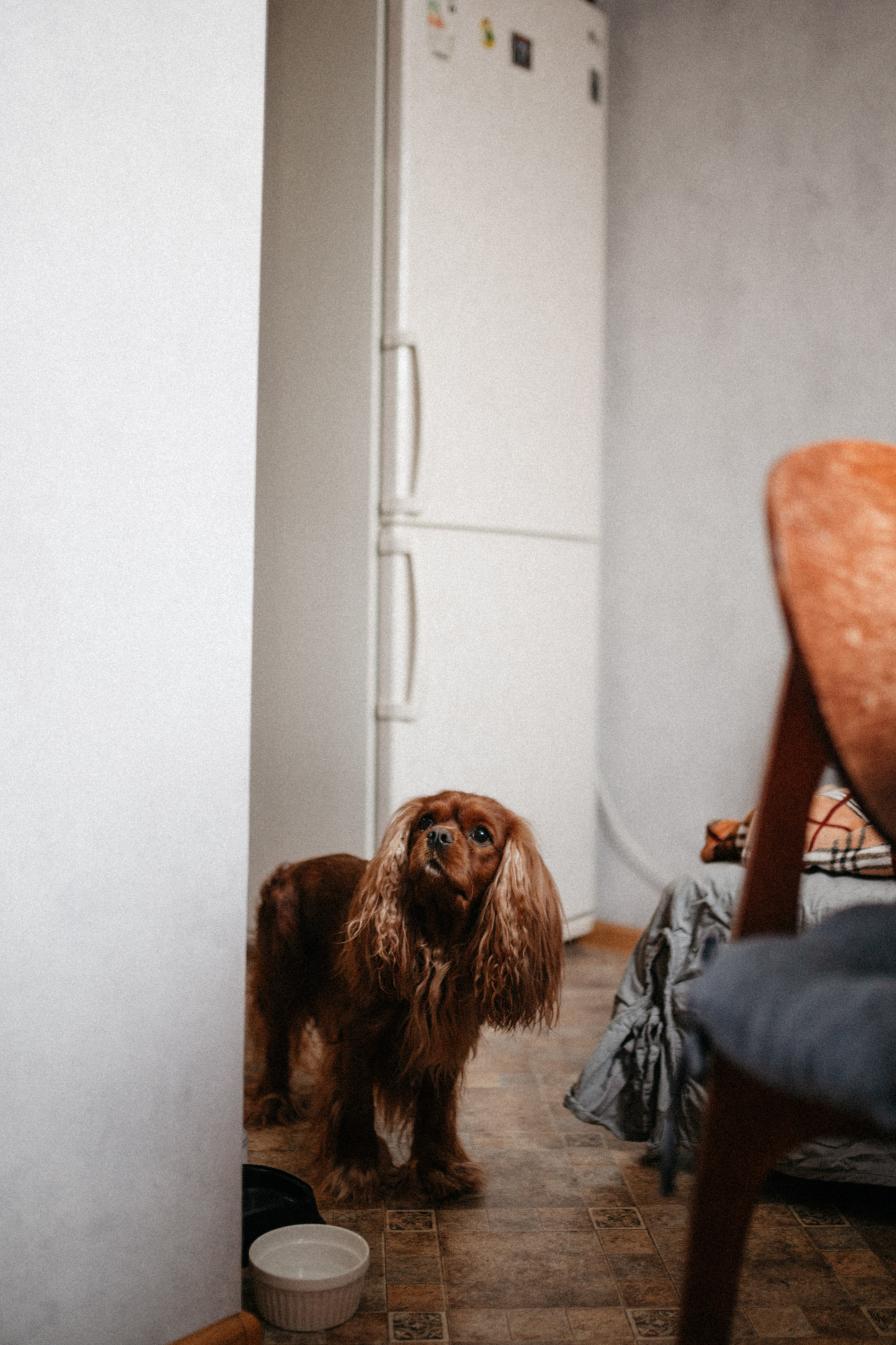 Оля и её меховая банда. Фотограф анималист в Москве Ольга Агушева