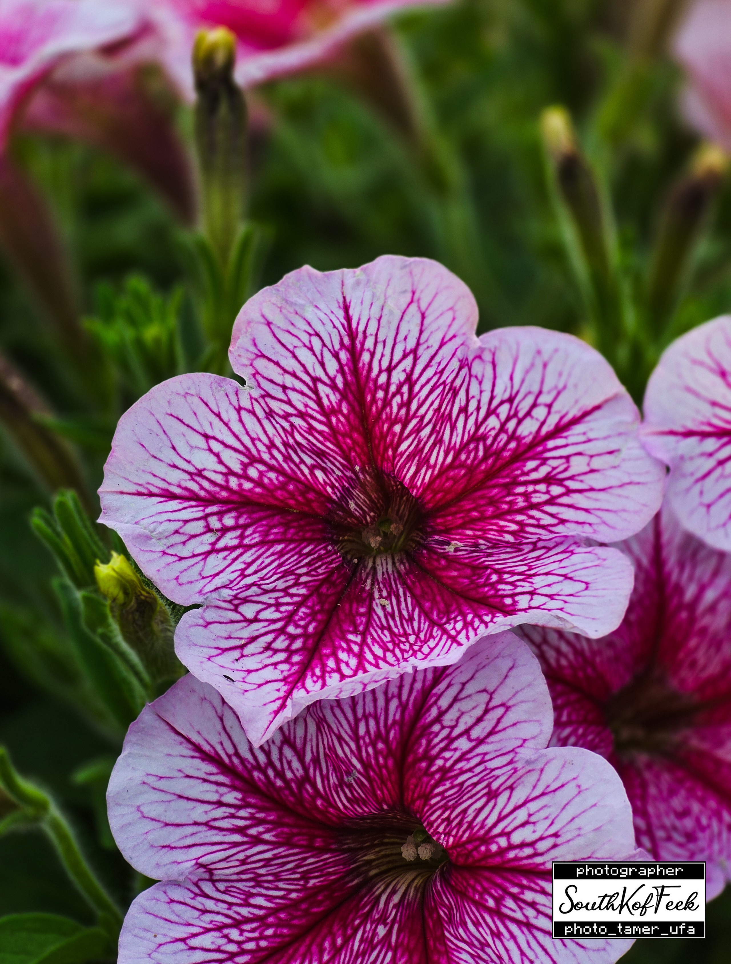 Цветы?. Photo Tamer Ufa