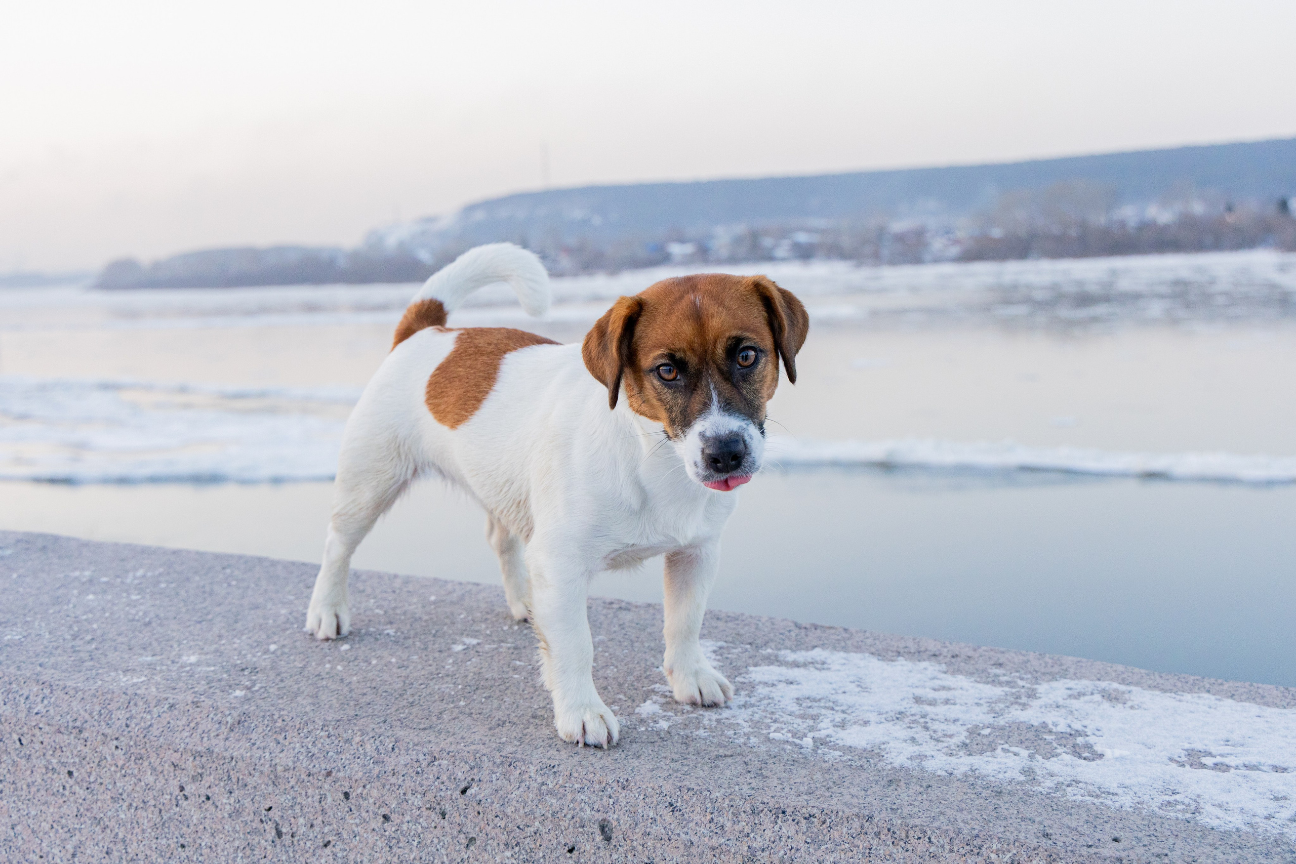 Фотосъёмка животных. Профессиональная коммерческая, промышленная и репортажная фотосъёмка для бизнеса