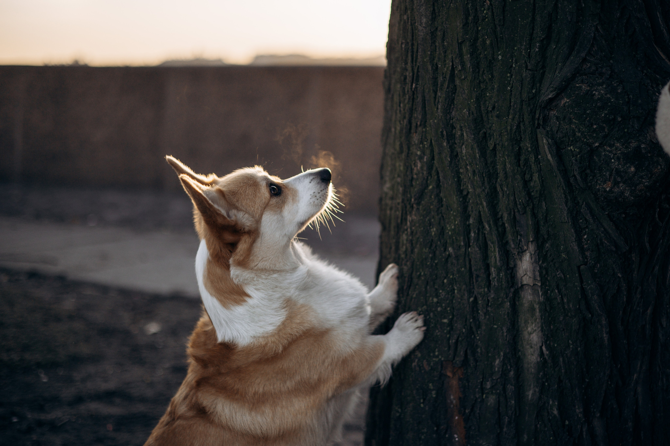 Настя и Ева. Фотограф — Анималист | Санкт-Петербург