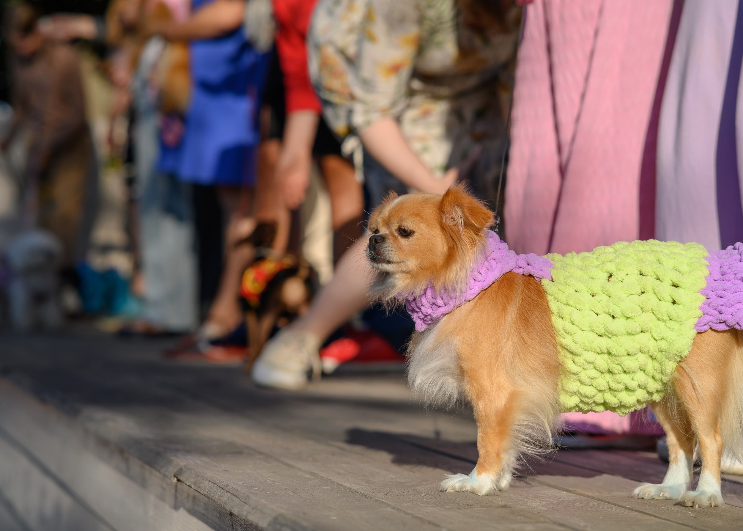 СобачийФест_РынокНаГоре_10082024. Фотограф Александр Данилов