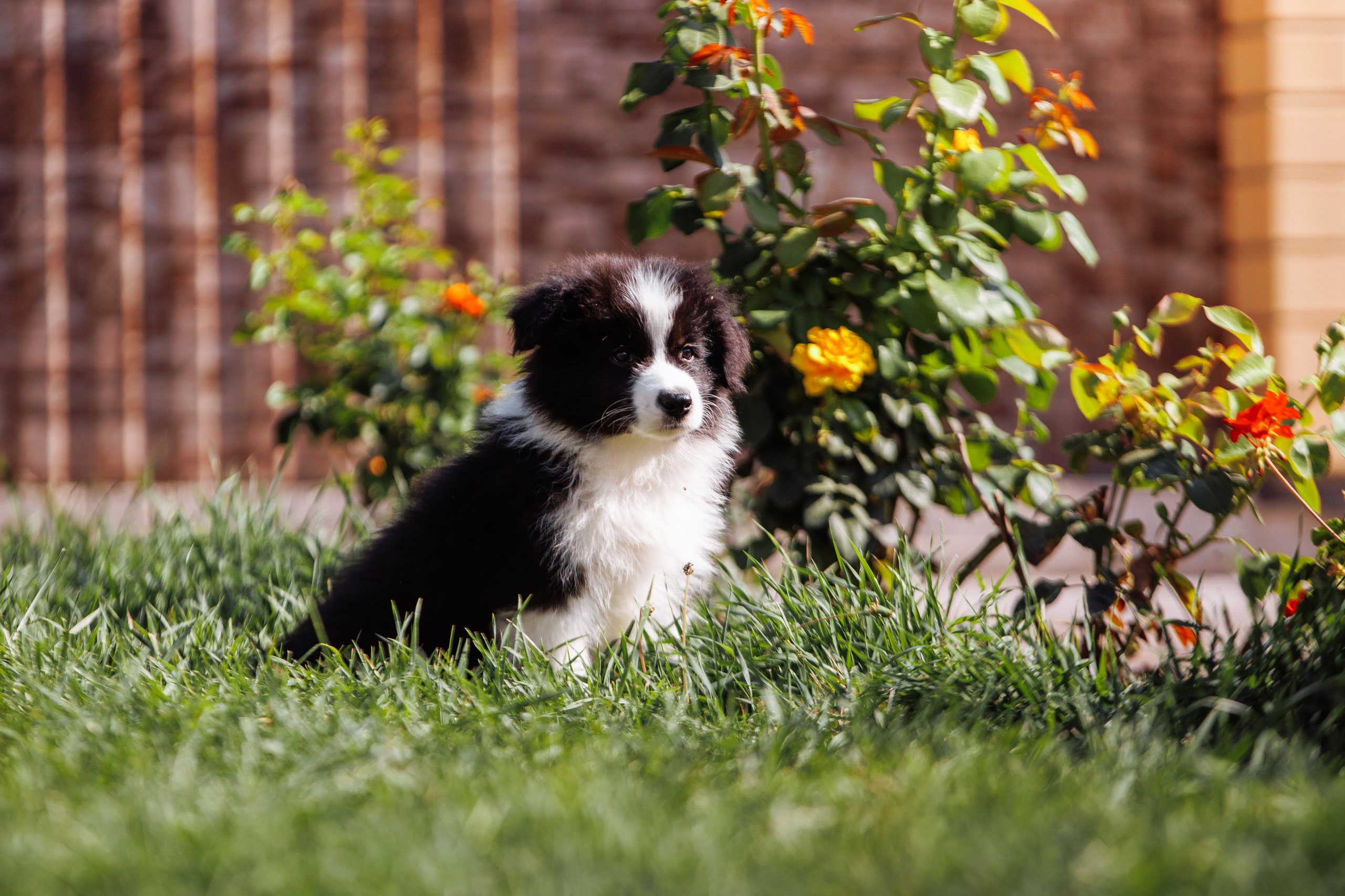 МММ — маленькое мягкое милое. О нас