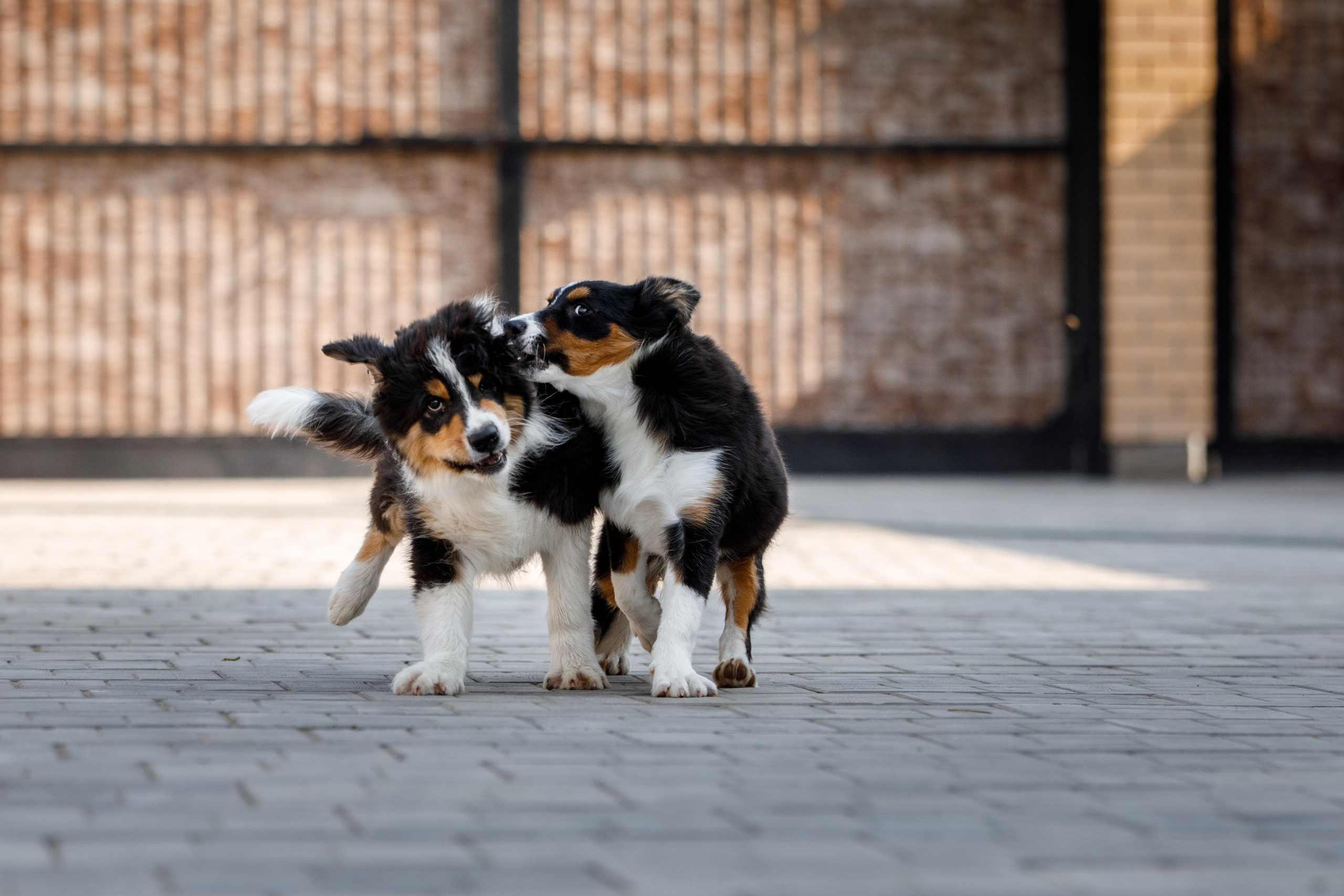 Смешарики. О нас