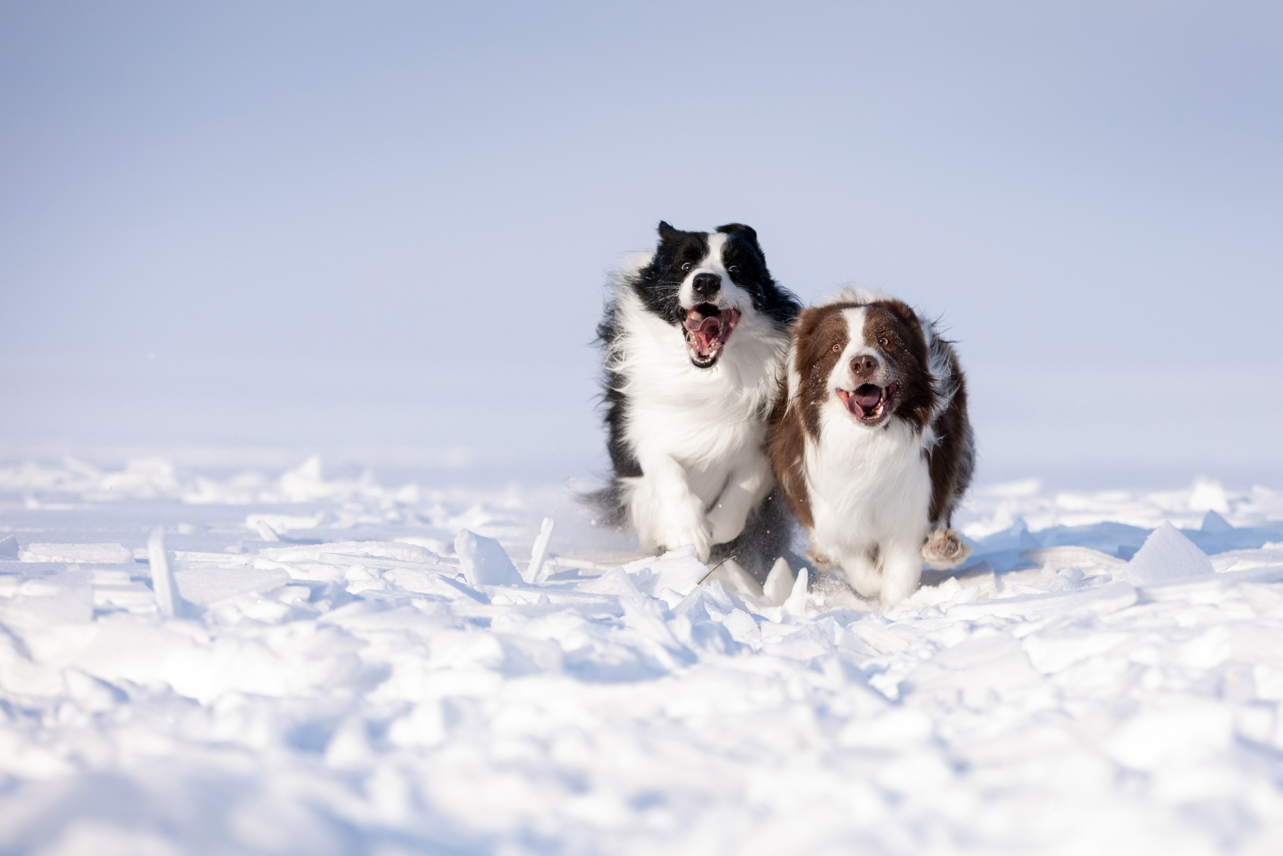 Мороз и солнце. О нас