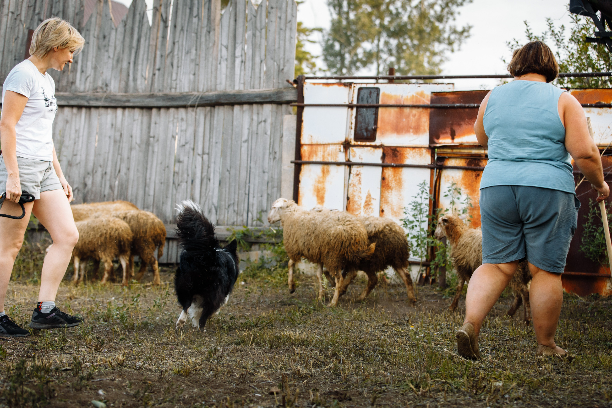 Овечий день. О нас