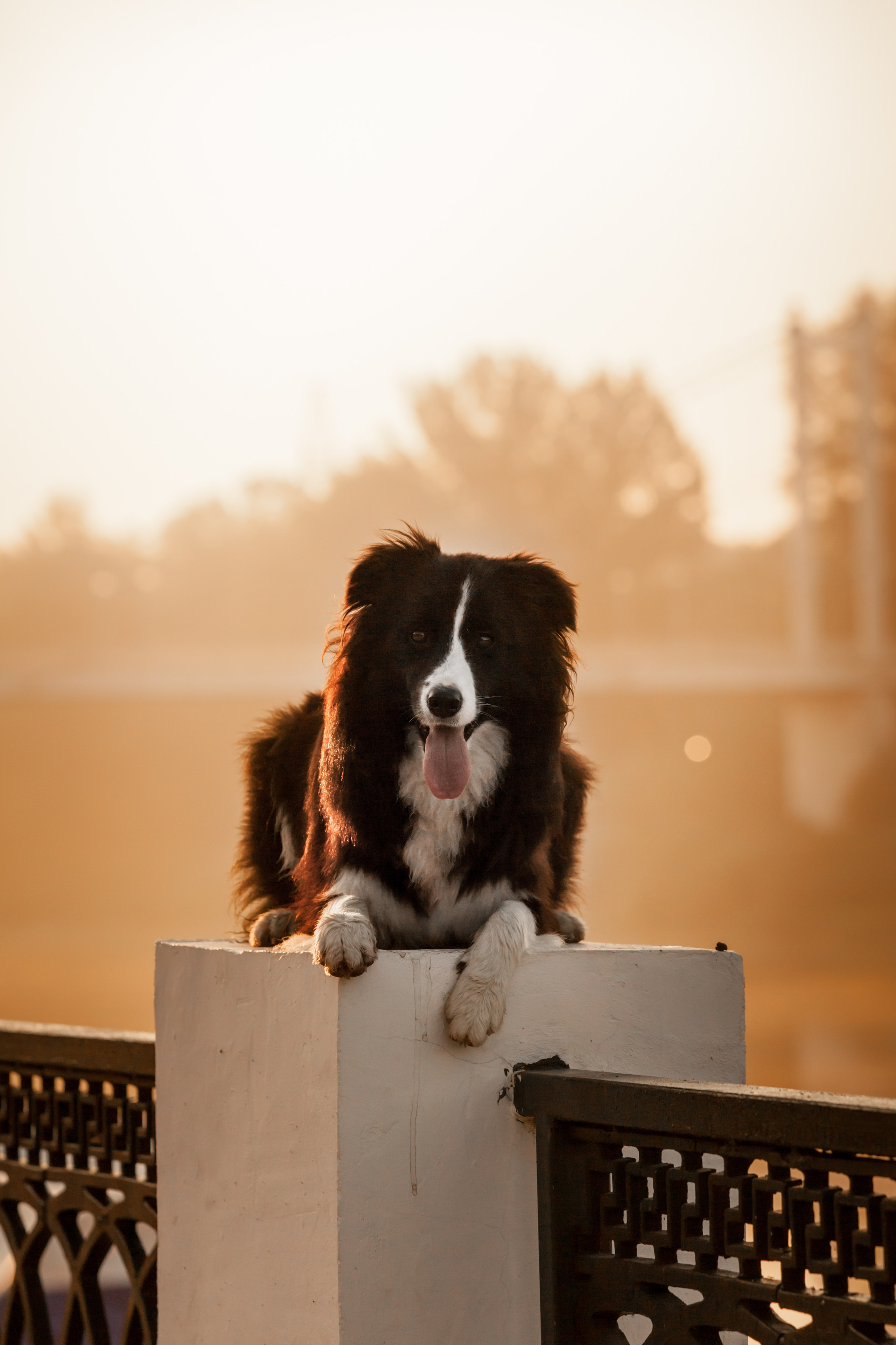 Сочный рассвет, на который решились. О нас