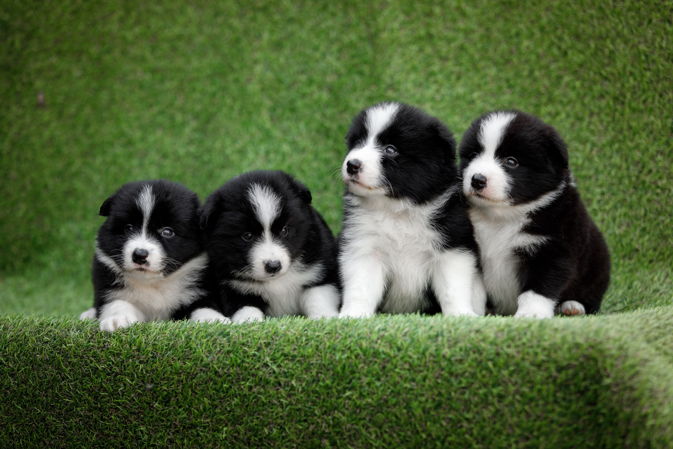 Смешарики. О нас