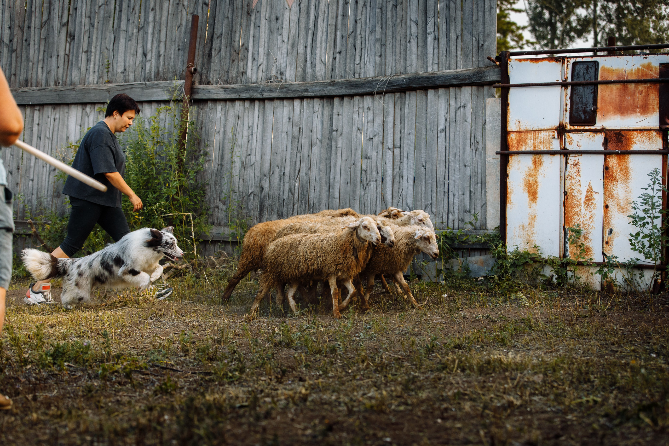 Овечий день. О нас